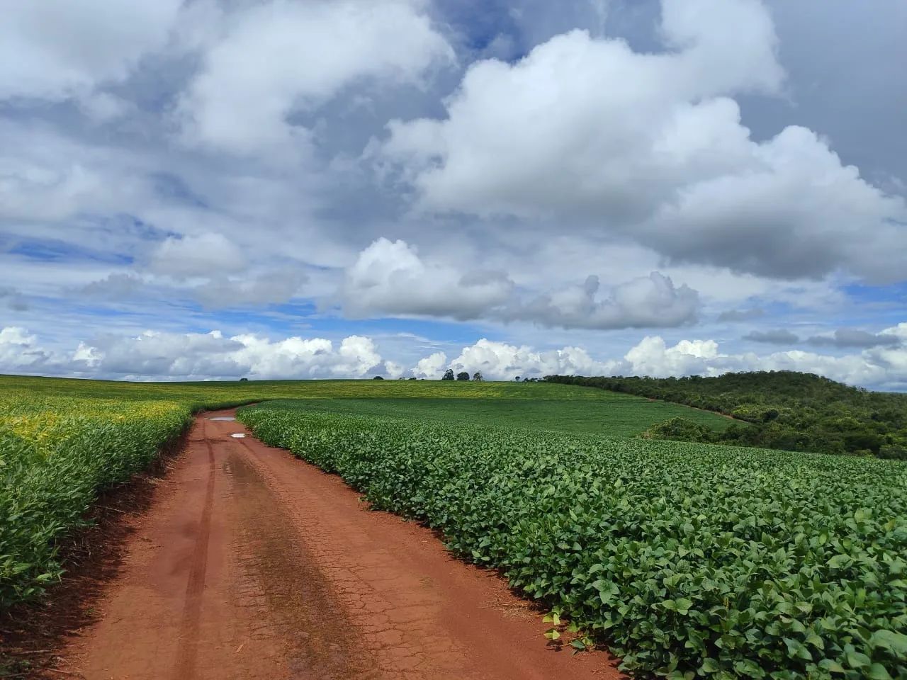 FAZENDA em MONTE CARMELO - FA00079