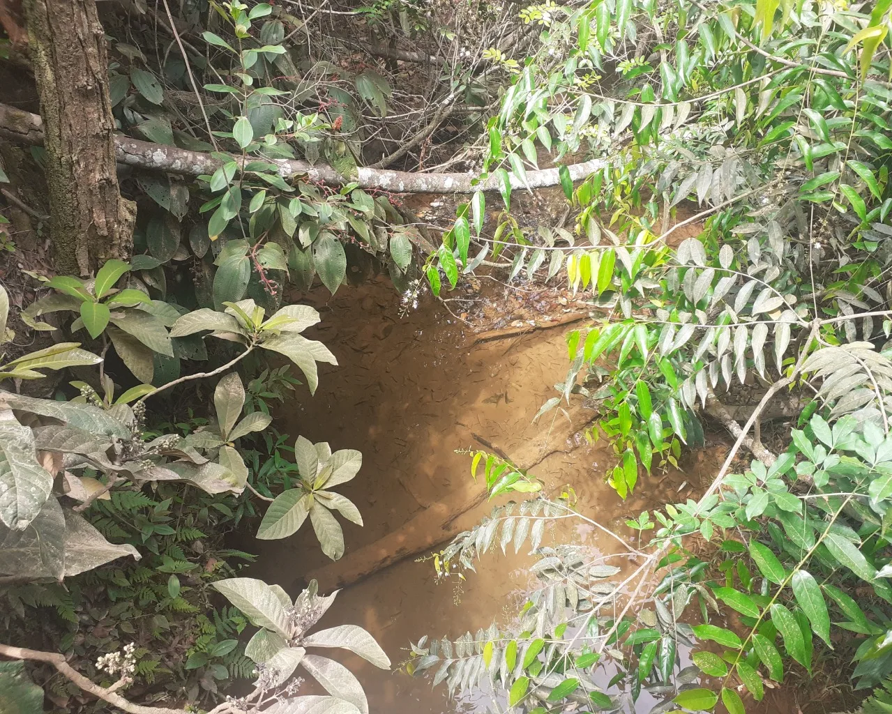 Fazenda Pé De Galinha Patrocínio- Mg