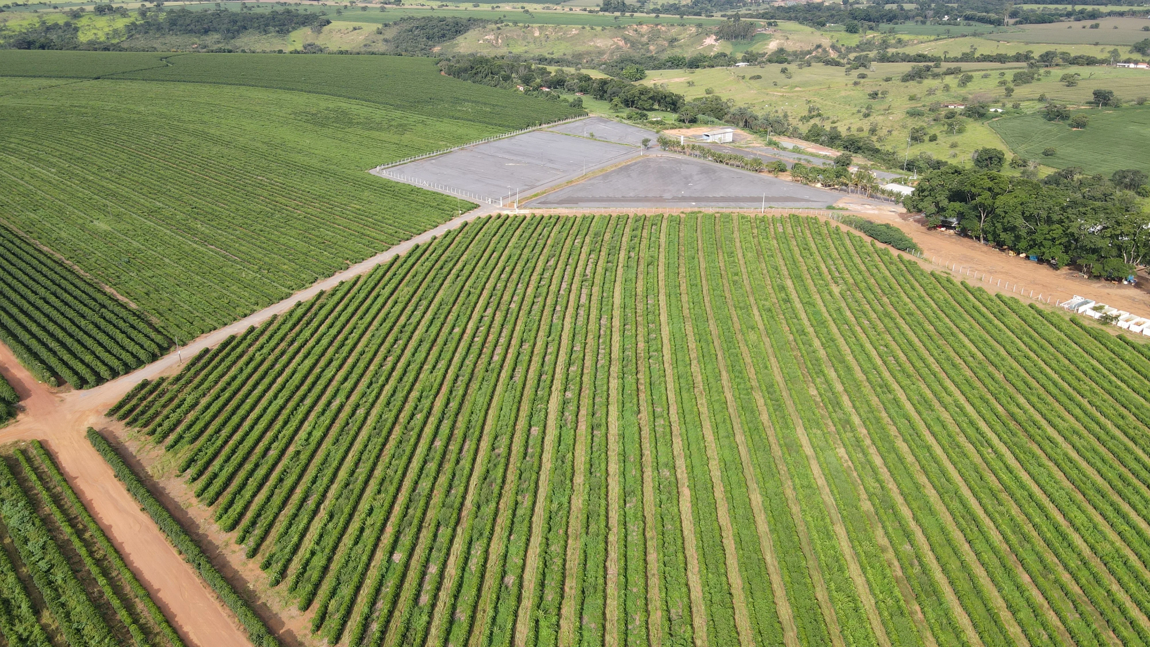 Excelente Fazenda Cafeeira Em Cruzeiro Da Fortaleza-Mg