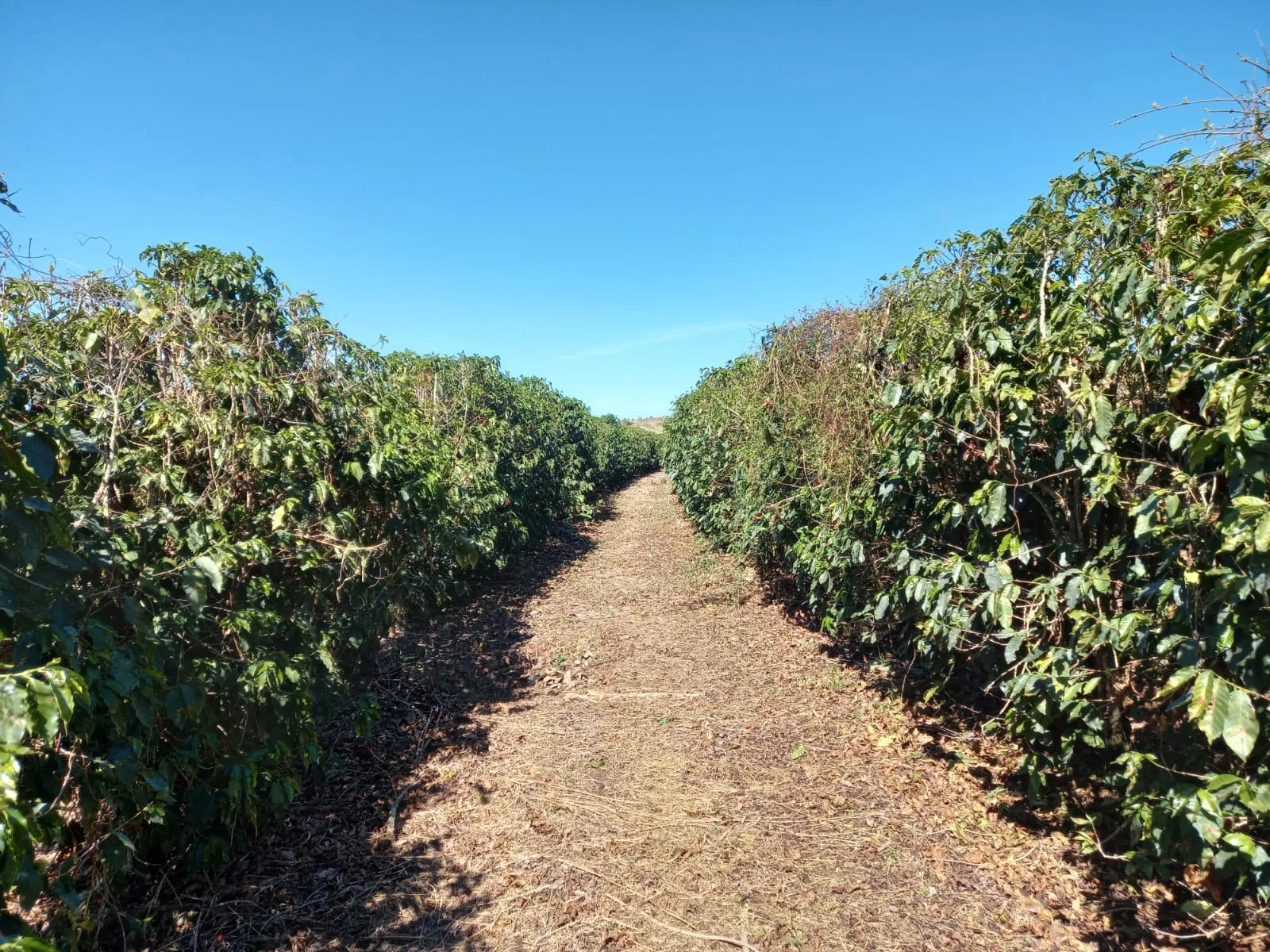 Fazenda Dupla Aptidão Na Região De Boa Vista