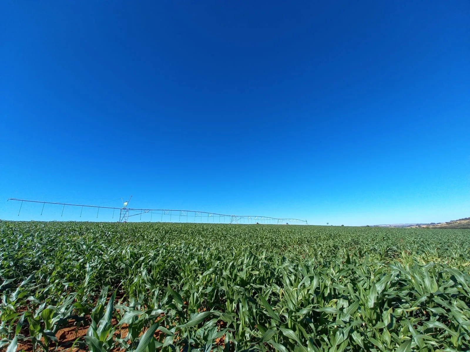 Fazenda Com Pivô Para Hf E Cereais