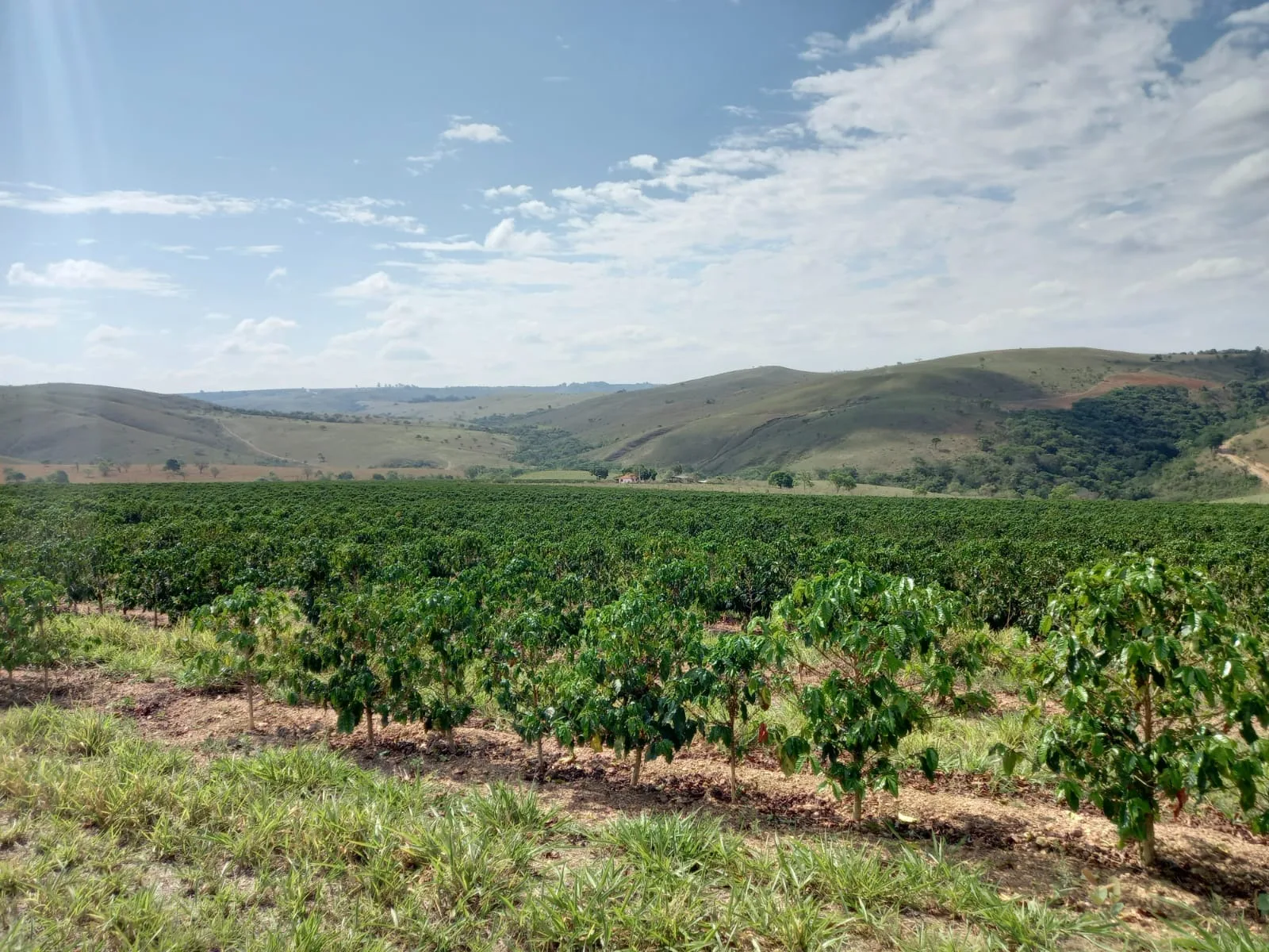 Fazenda Próxima À Rodovia Entre Rio Paranaíba E Serra Do Salitre