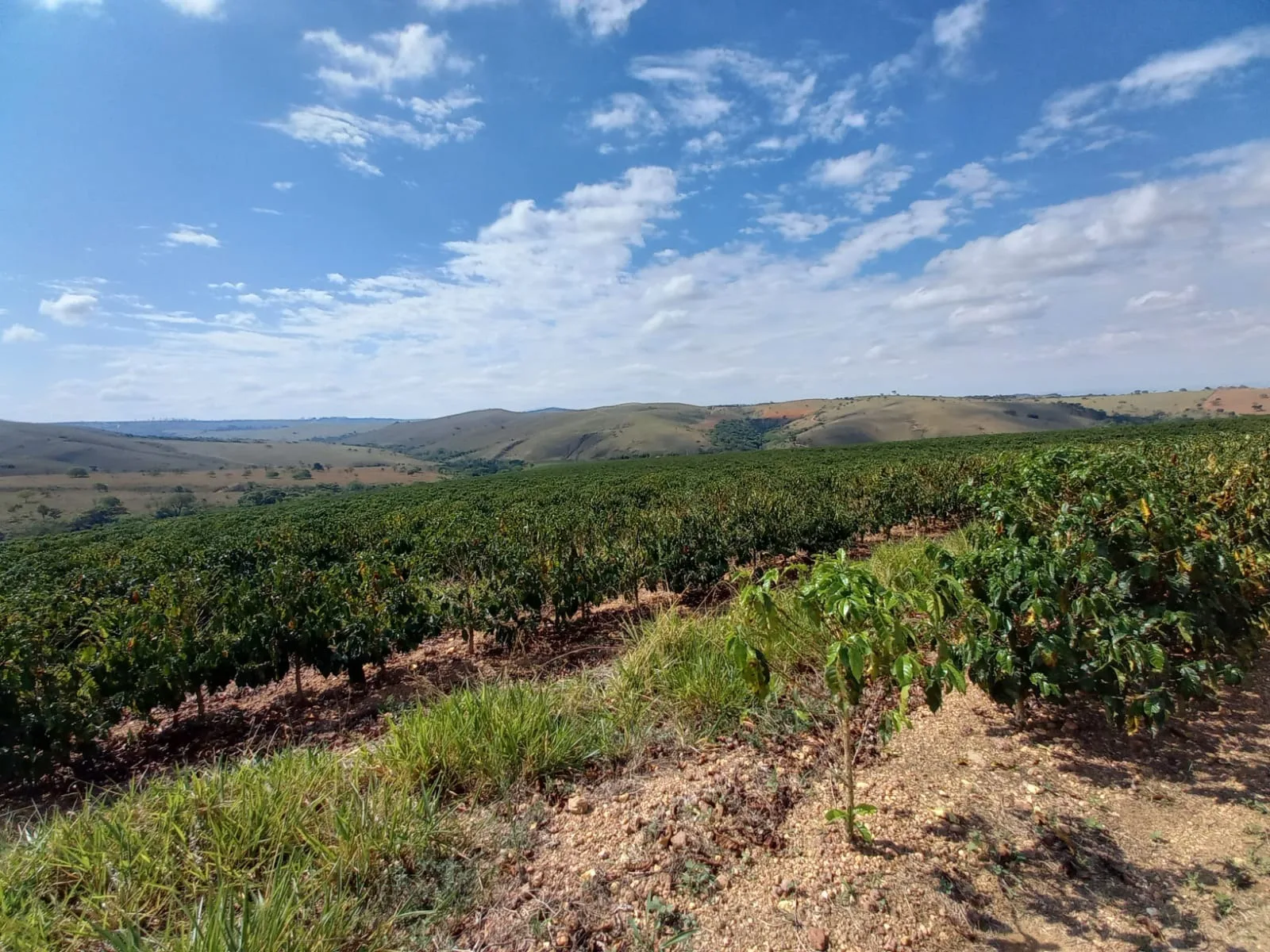 Fazenda Próxima À Rodovia Entre Rio Paranaíba E Serra Do Salitre