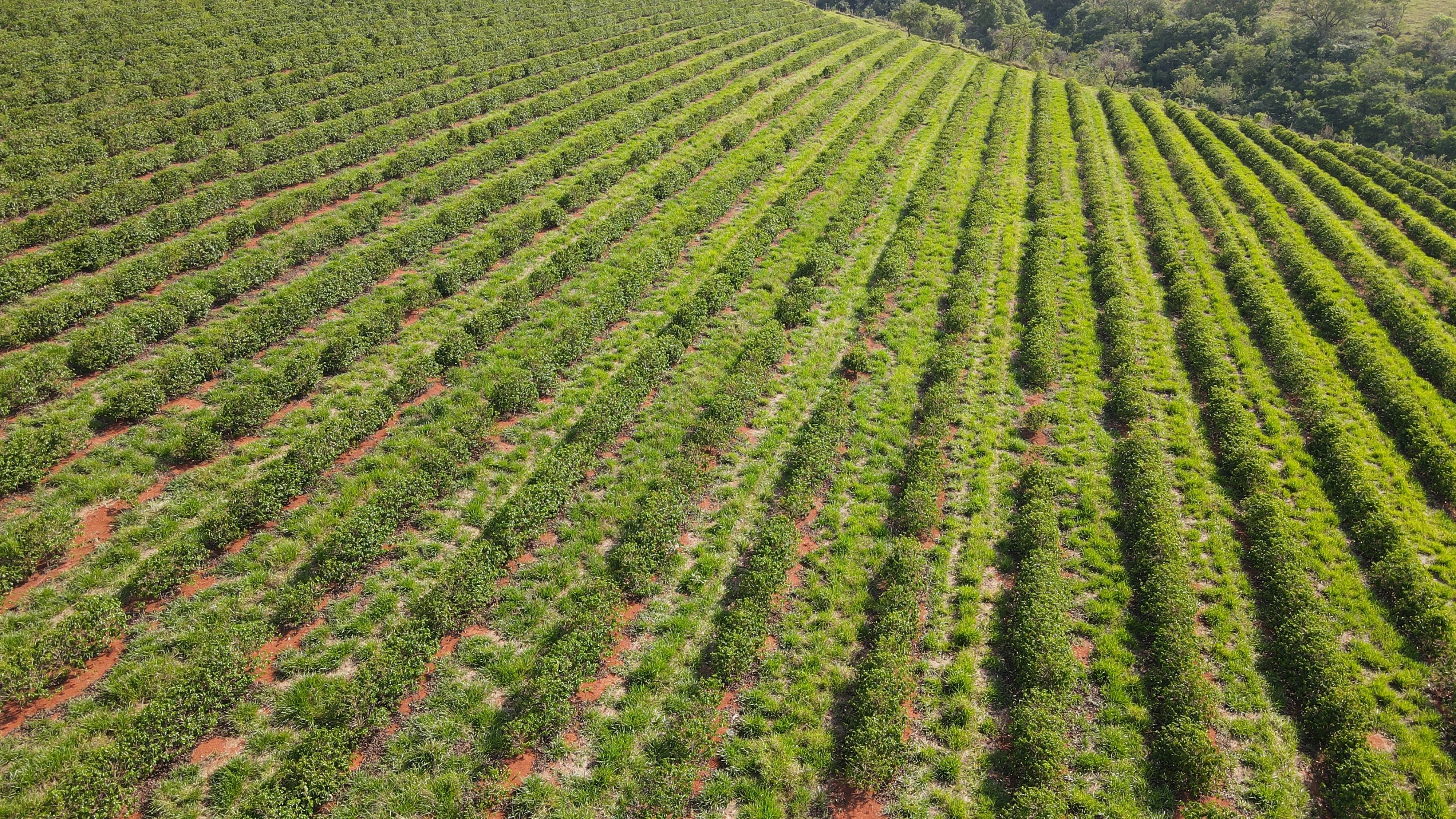Fazenda Próxima À Rodovia Entre Rio Paranaíba E Serra Do Salitre