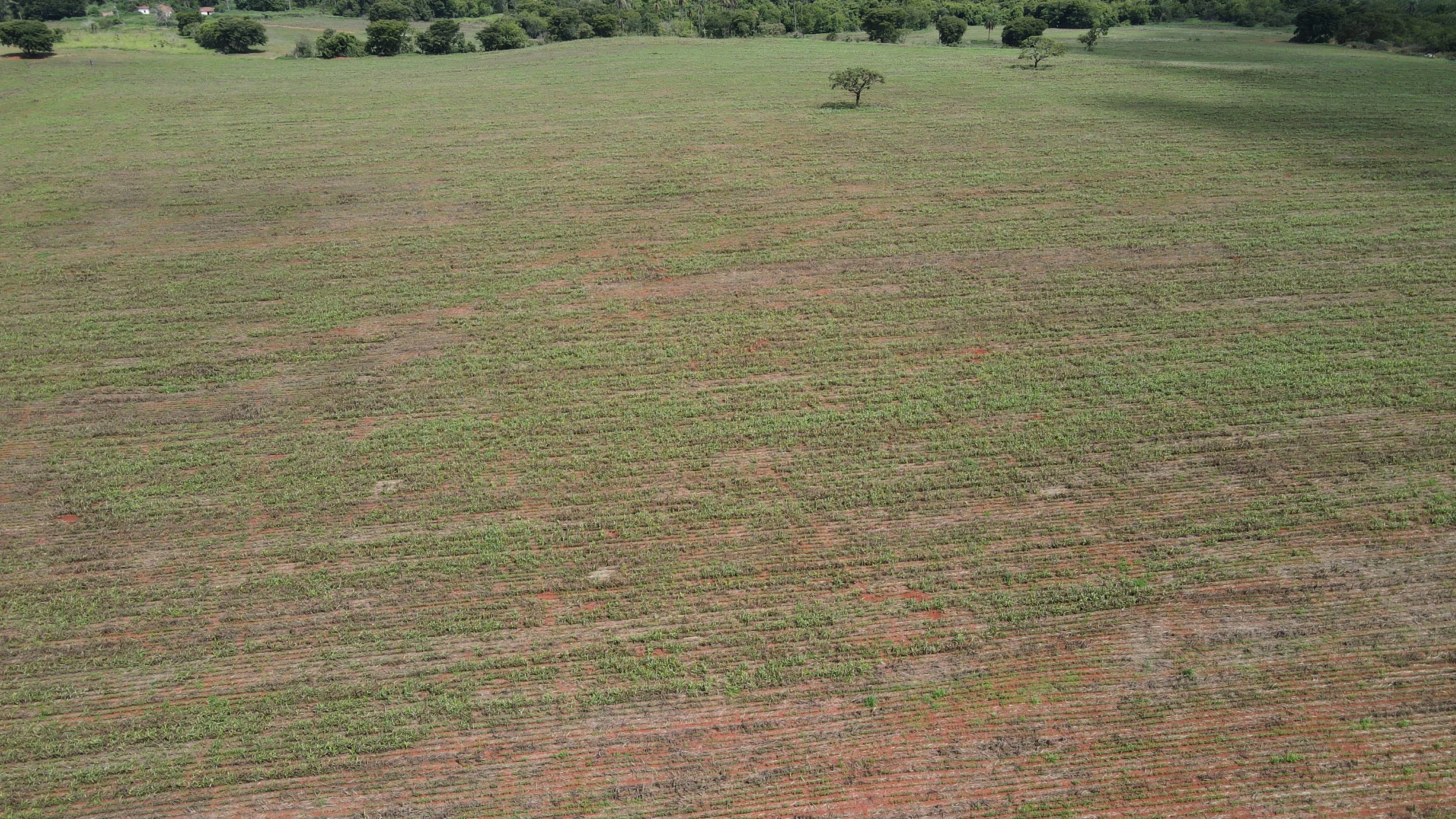 Fazenda Cultivada Na Zona Rural De Patrocínio/Mg