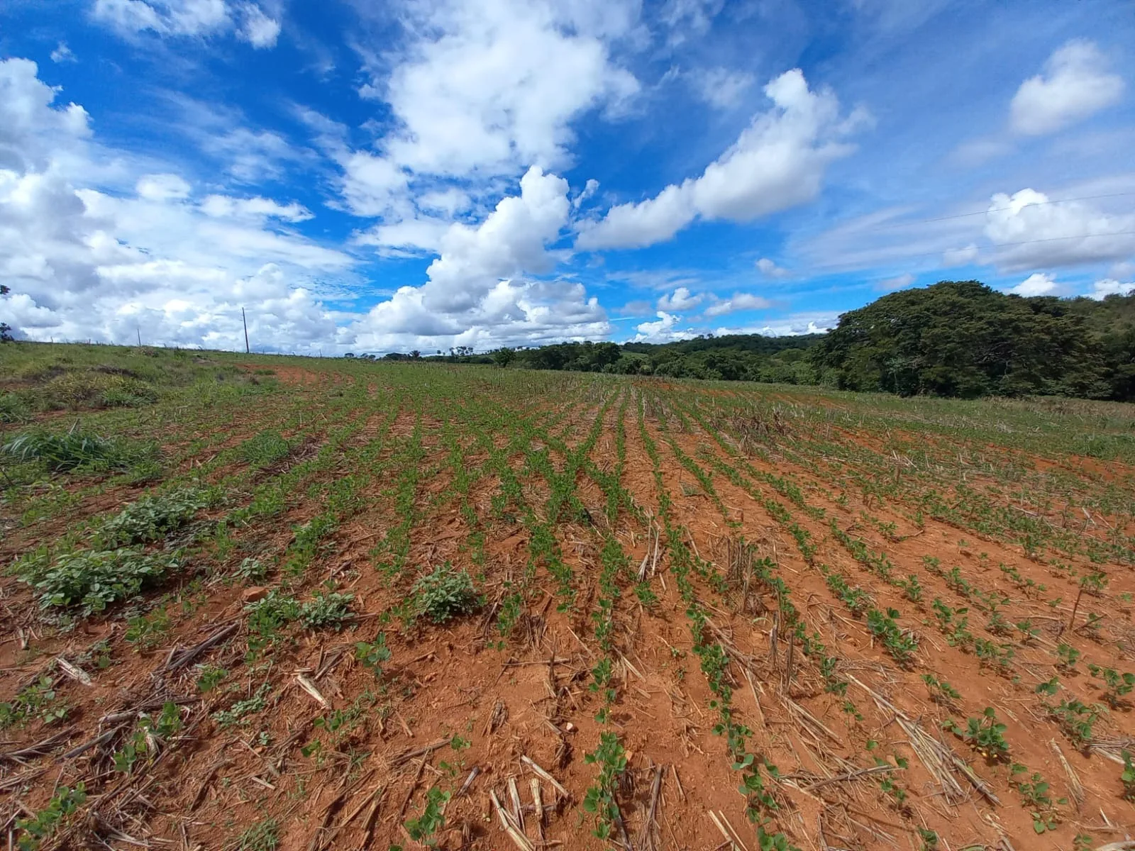 Fazenda Cultivada Na Zona Rural De Patrocínio/Mg