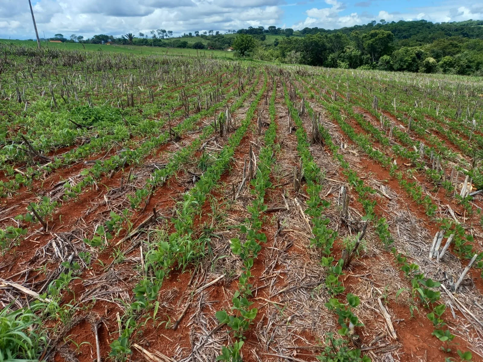 Fazenda Cultivada Na Zona Rural De Patrocínio/Mg