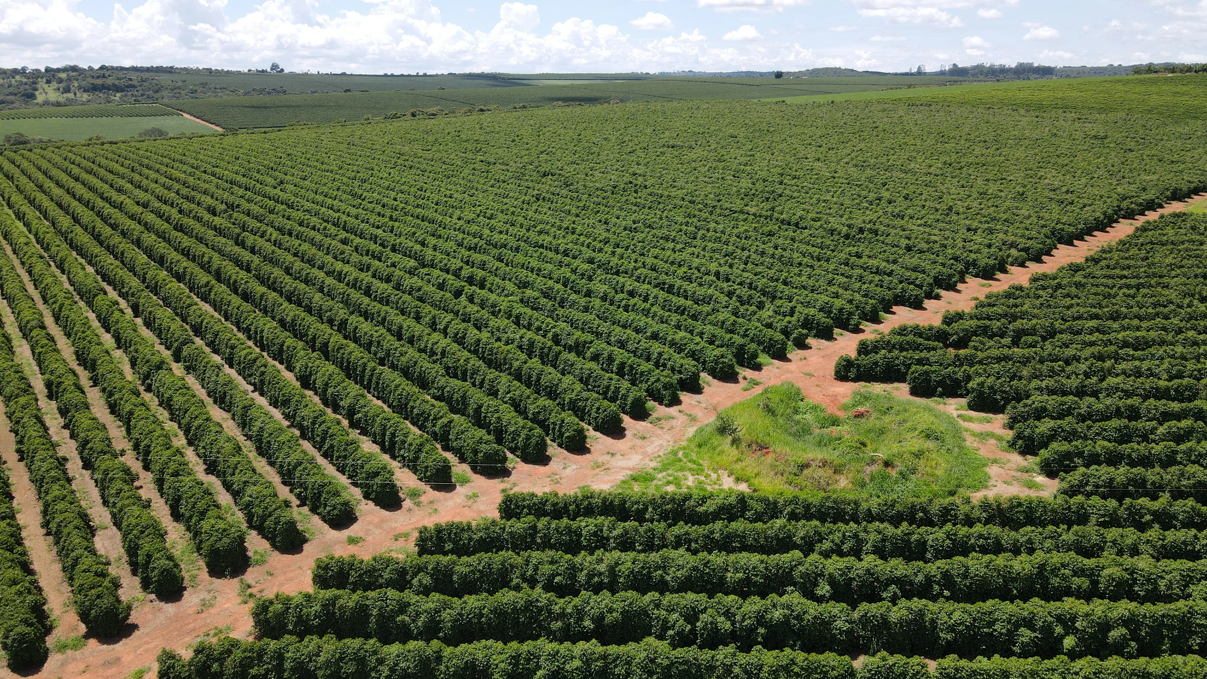 Fazenda Produtora De Café À Venda Em Patrocínio/Mg