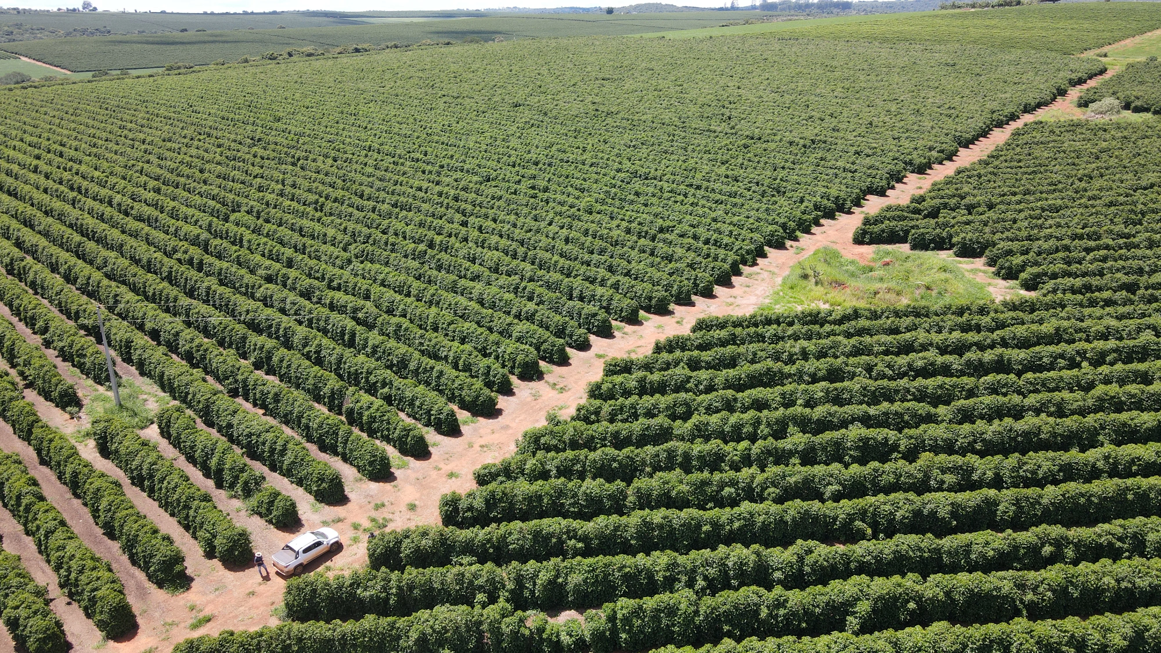 Fazenda Produtora De Café À Venda Em Patrocínio/Mg