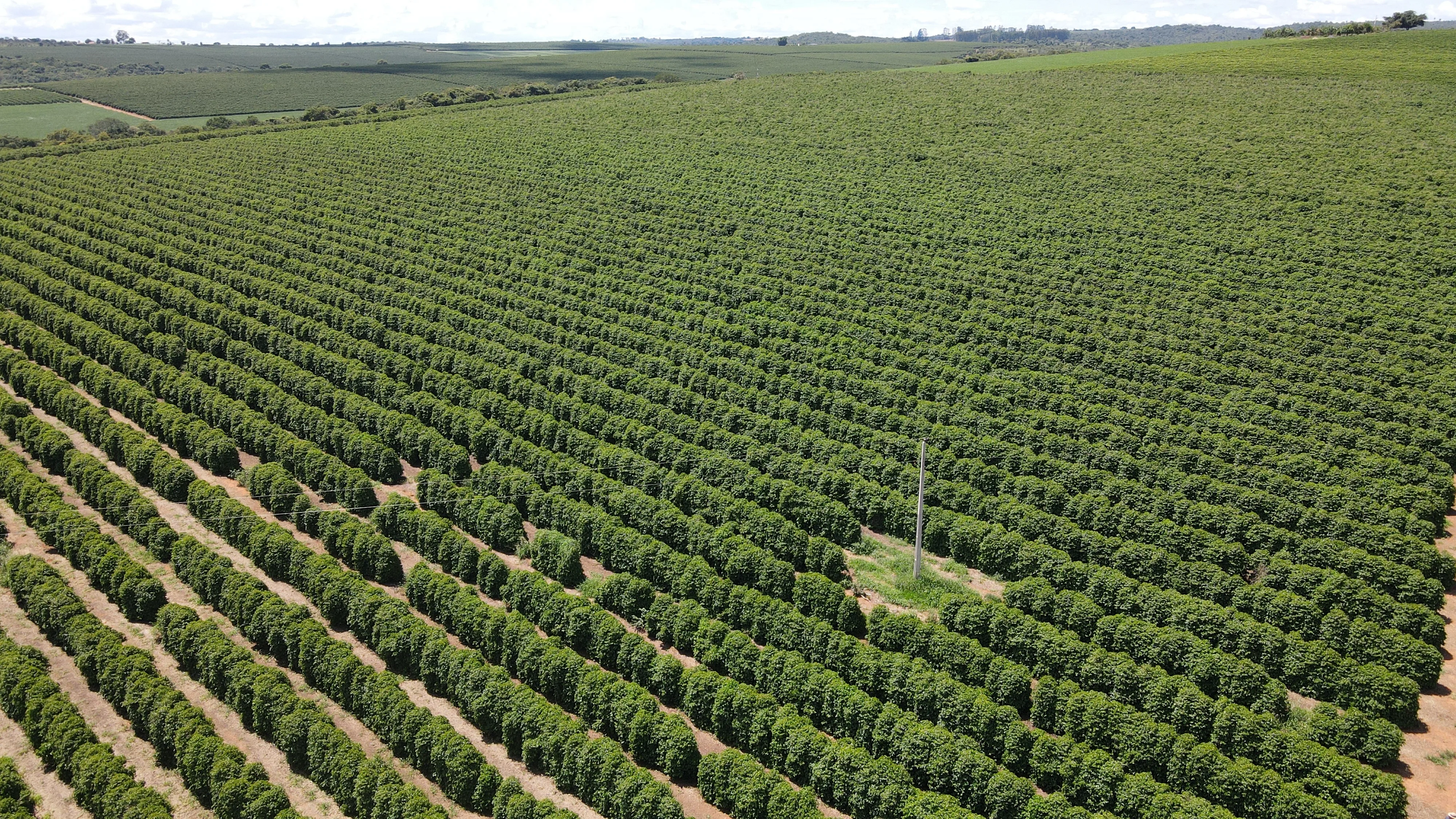 Fazenda Produtora De Café À Venda Em Patrocínio/Mg