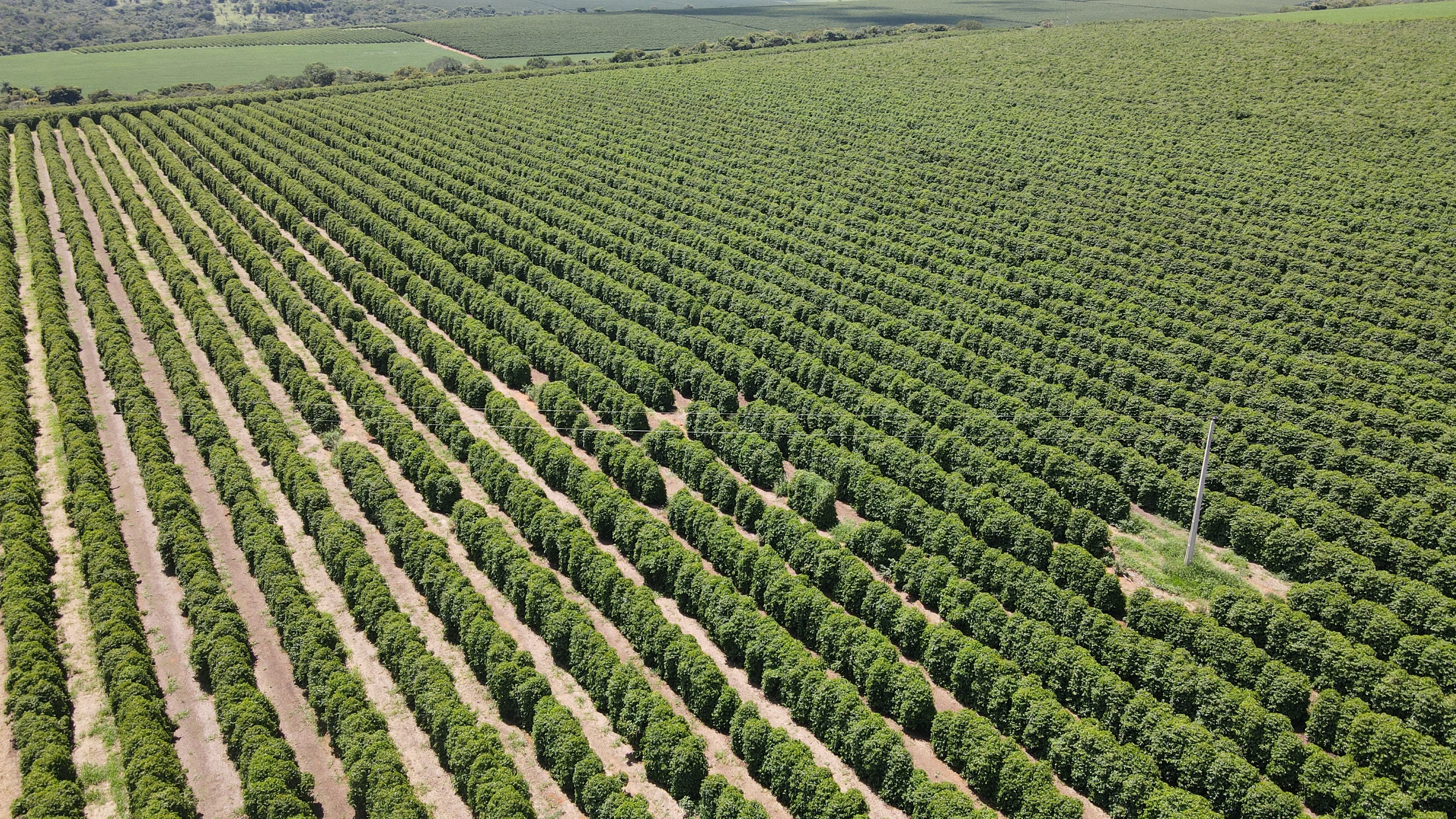 Fazenda Produtora De Café À Venda Em Patrocínio/Mg