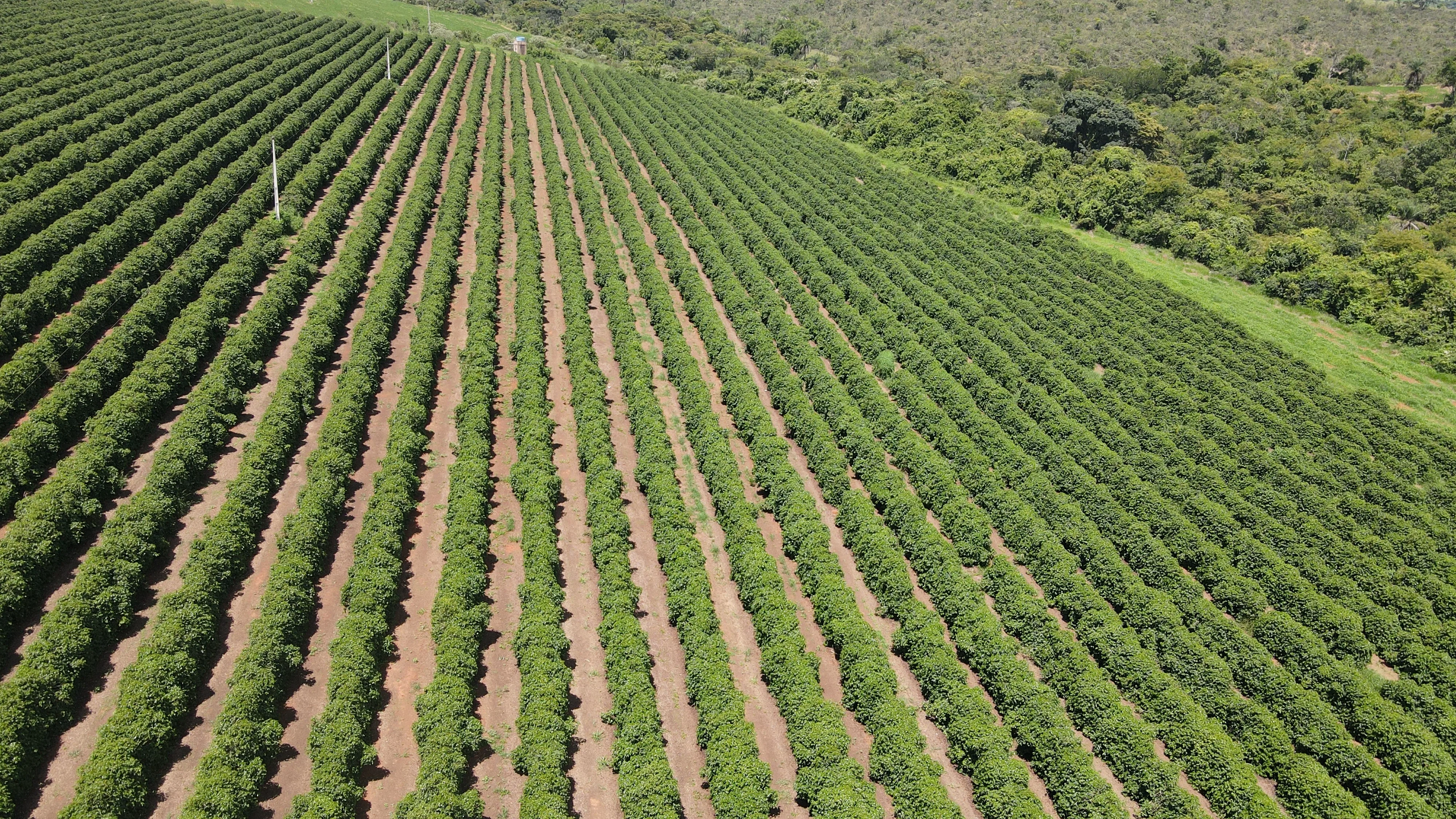 Fazenda Produtora De Café À Venda Em Patrocínio/Mg