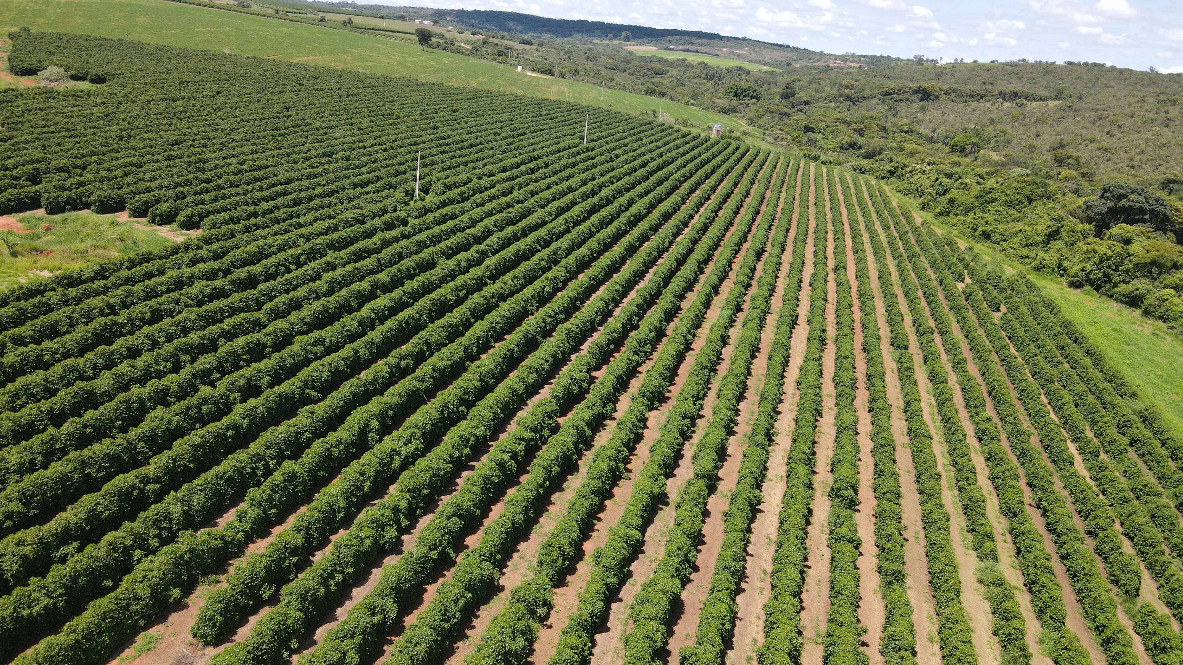 Fazenda Produtora De Café À Venda Em Patrocínio/Mg