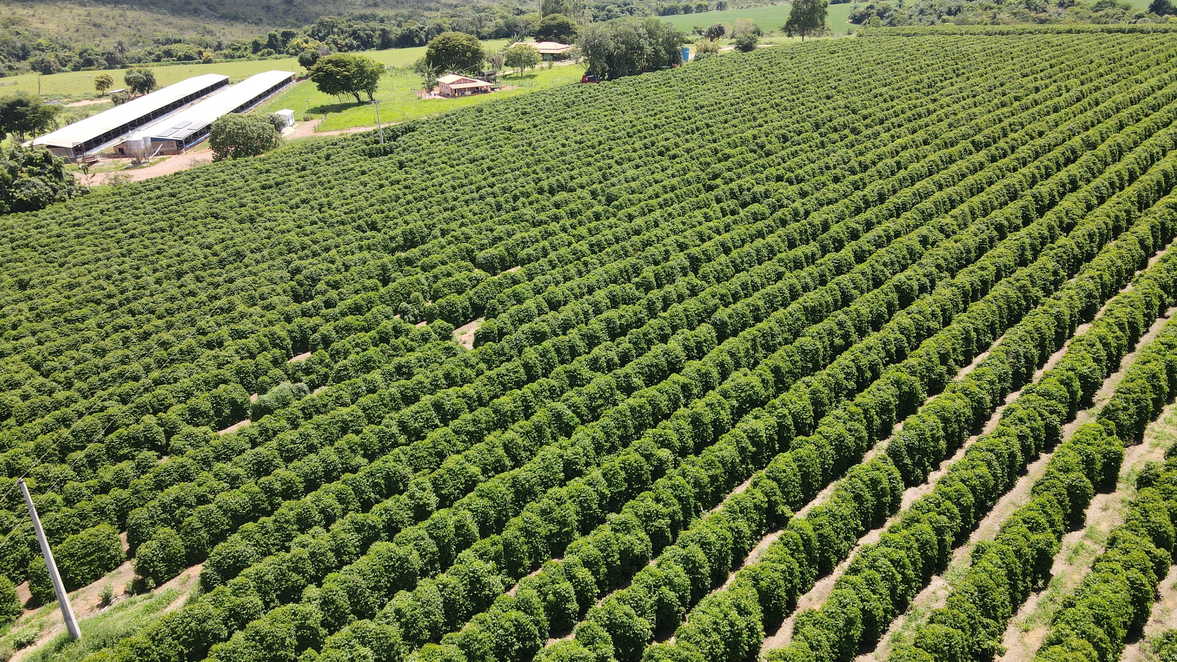 Fazenda Produtora De Café À Venda Em Patrocínio/Mg