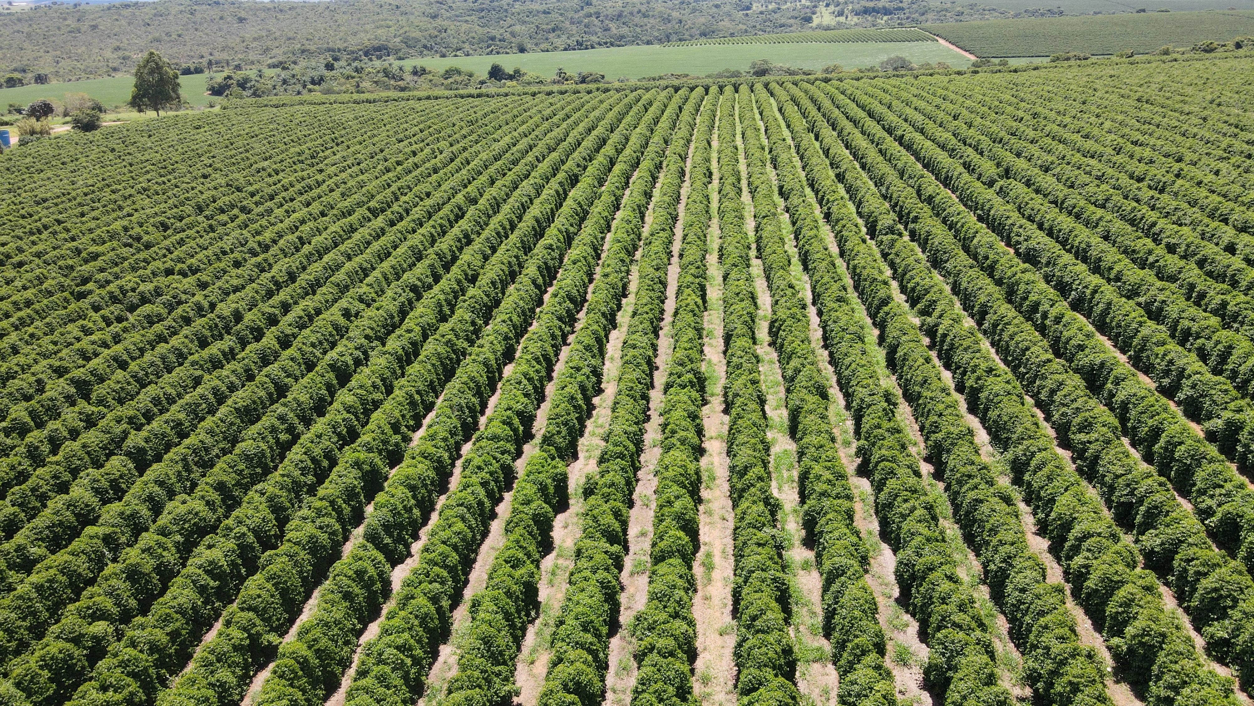Fazenda Produtora De Café À Venda Em Patrocínio/Mg