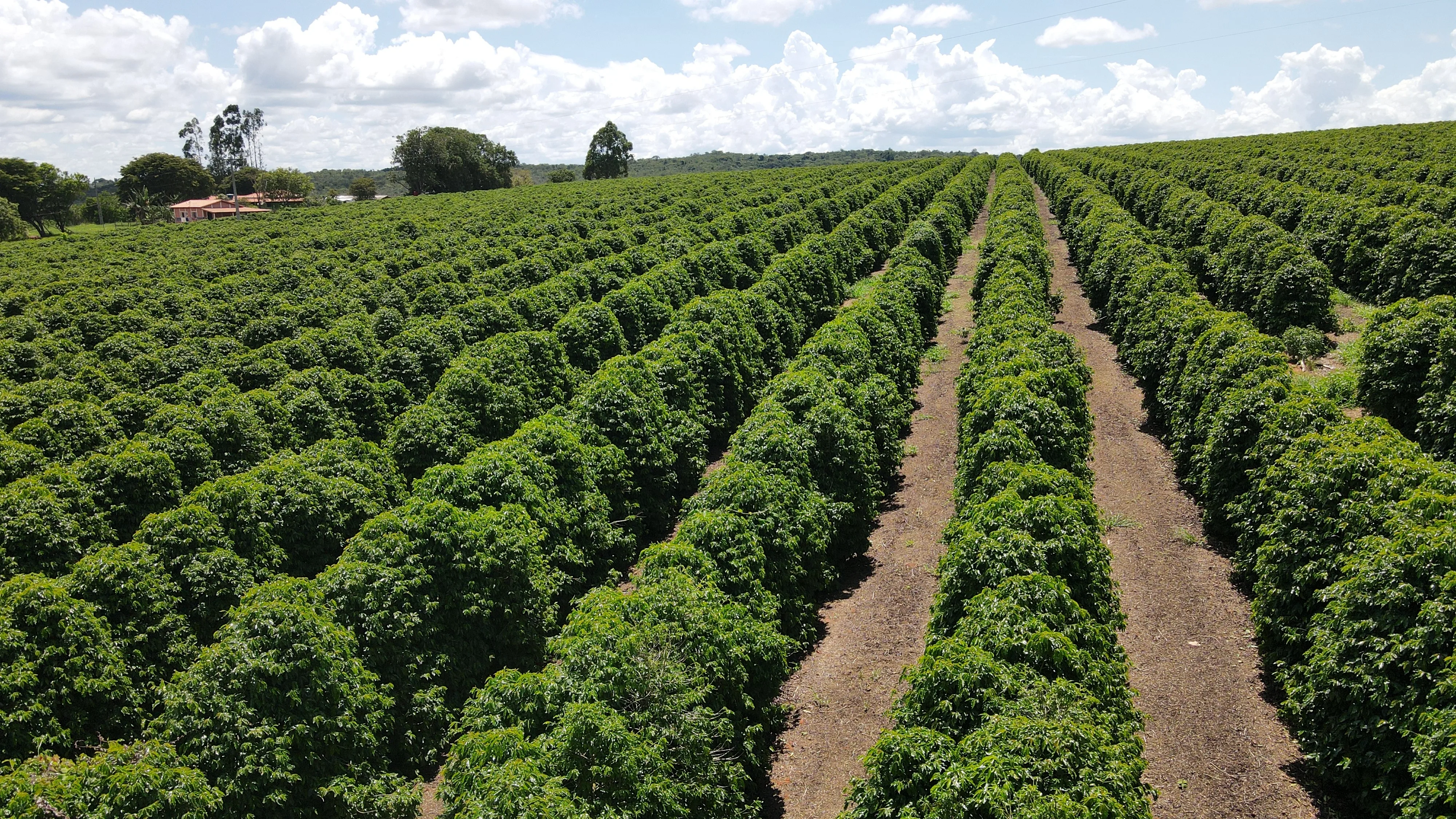 Fazenda Produtora De Café À Venda Em Patrocínio/Mg