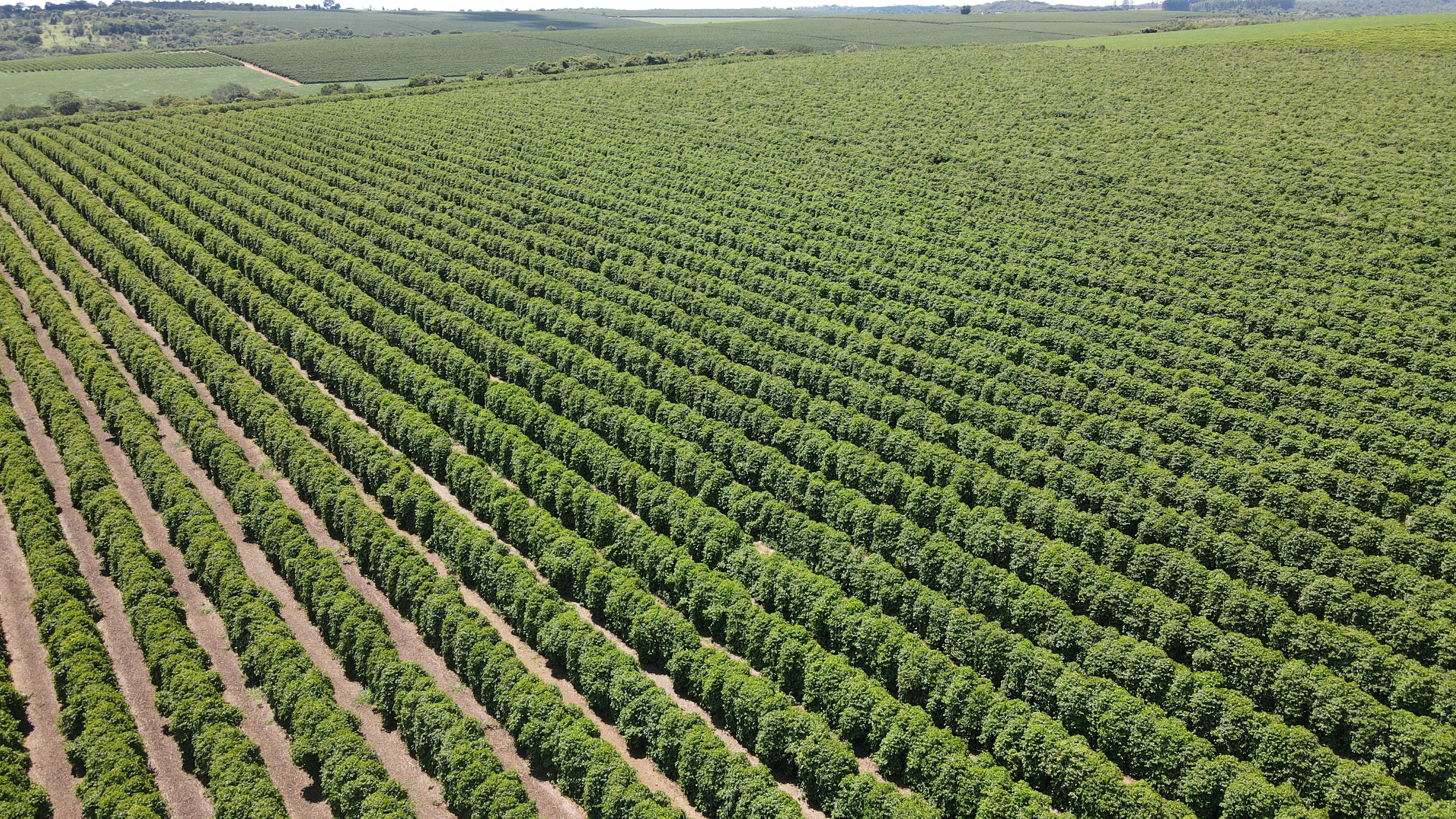 Fazenda Produtora De Café À Venda Em Patrocínio/Mg