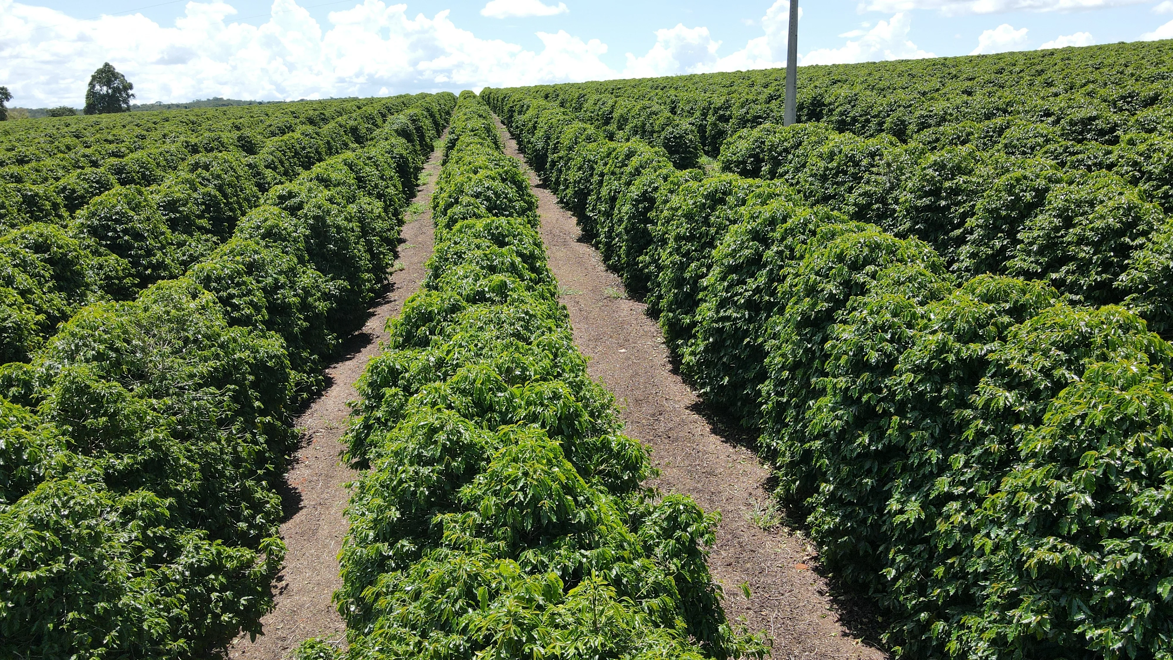 Fazenda Produtora De Café À Venda Em Patrocínio/Mg