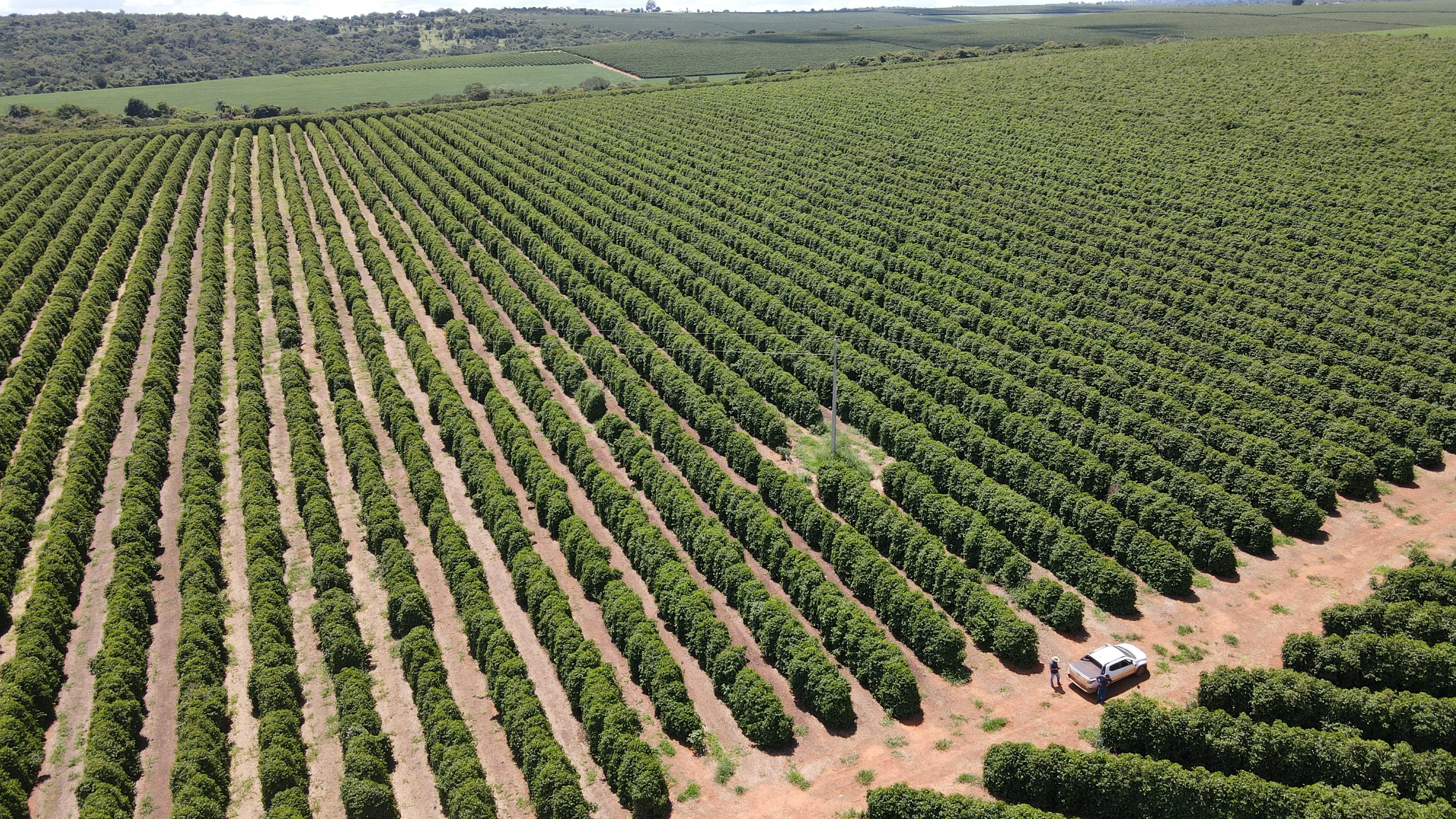 Fazenda Produtora De Café À Venda Em Patrocínio/Mg