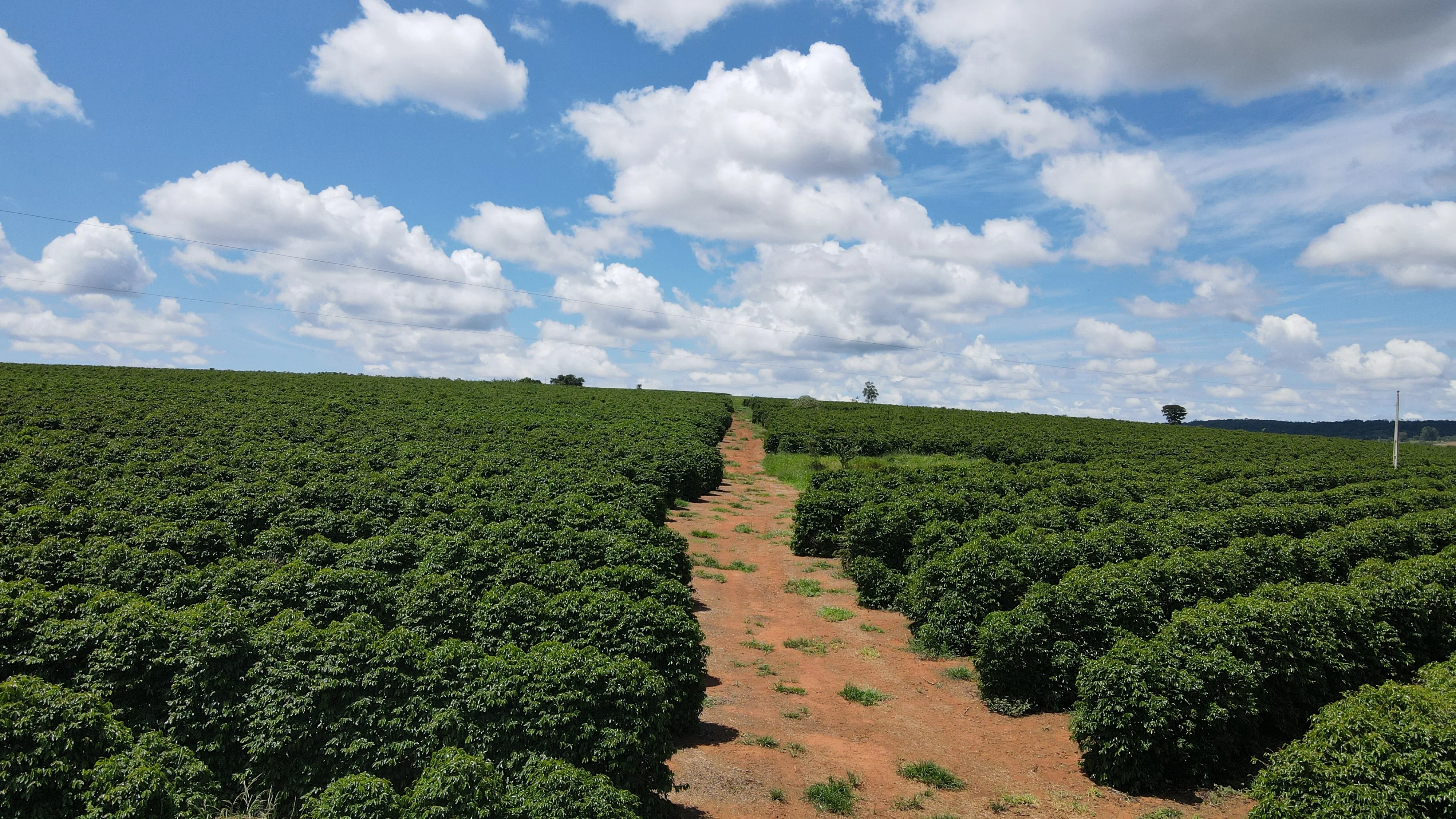 Fazenda Produtora De Café À Venda Em Patrocínio/Mg