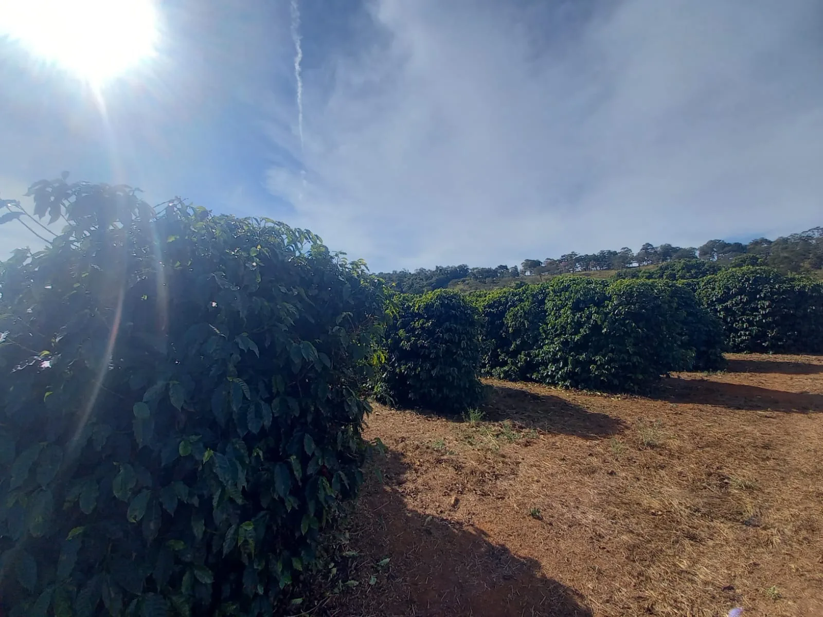 Fazenda Para Plantio De Café Em Patrocínio/Mg