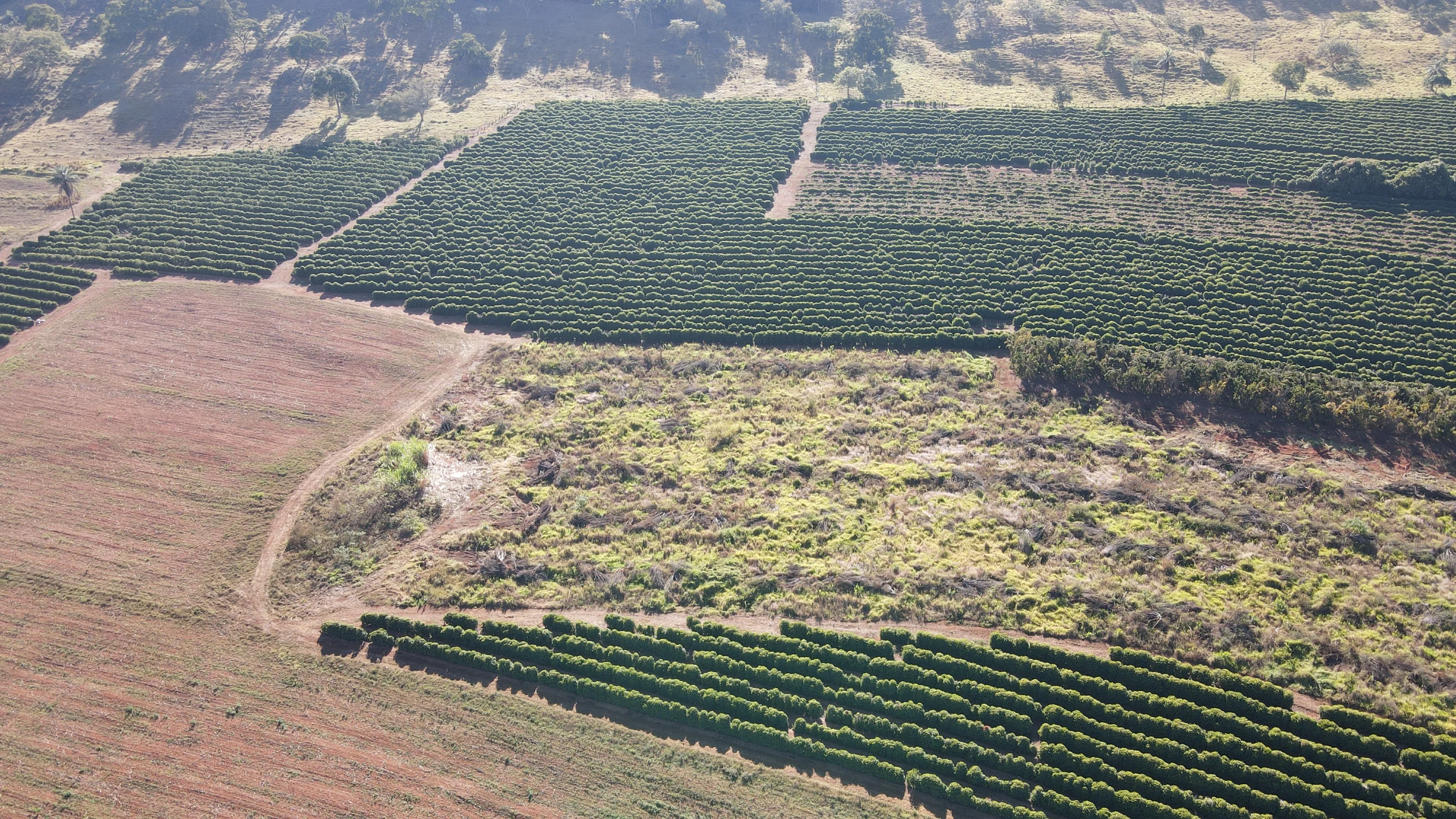 Fazenda Para Plantio De Café Em Patrocínio/Mg
