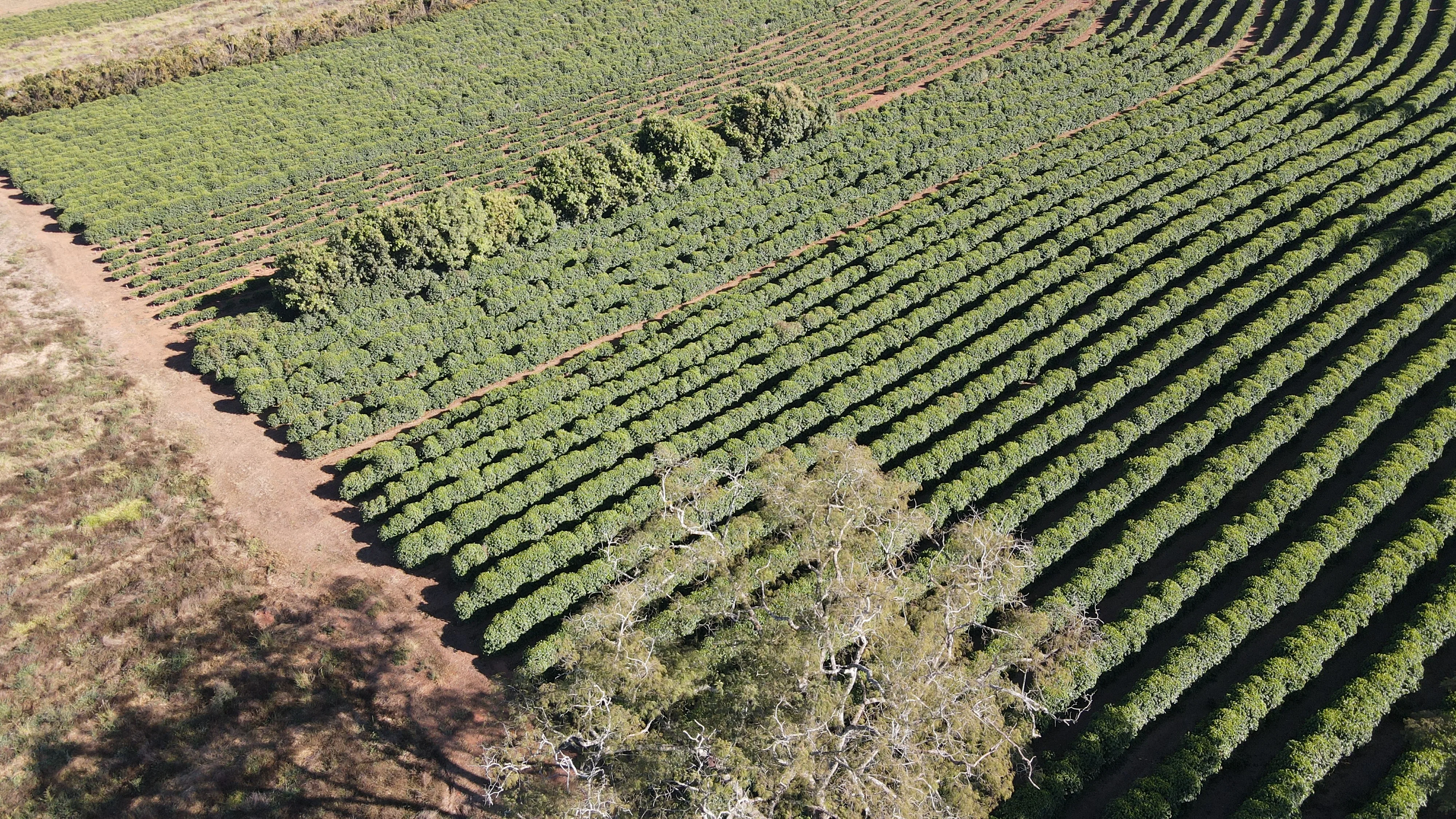 Fazenda Para Plantio De Café Em Patrocínio/Mg