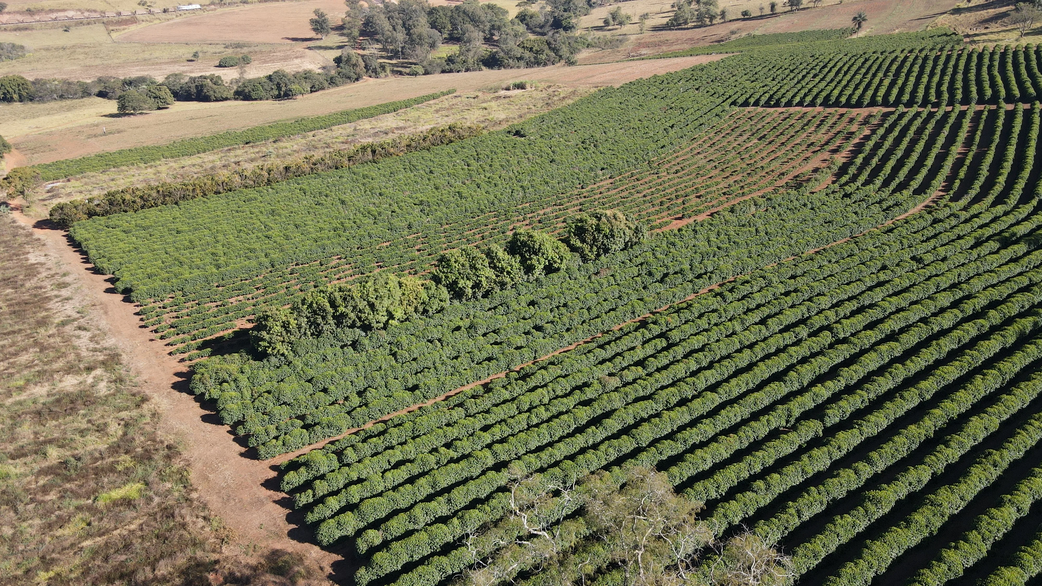 Fazenda Para Plantio De Café Em Patrocínio/Mg