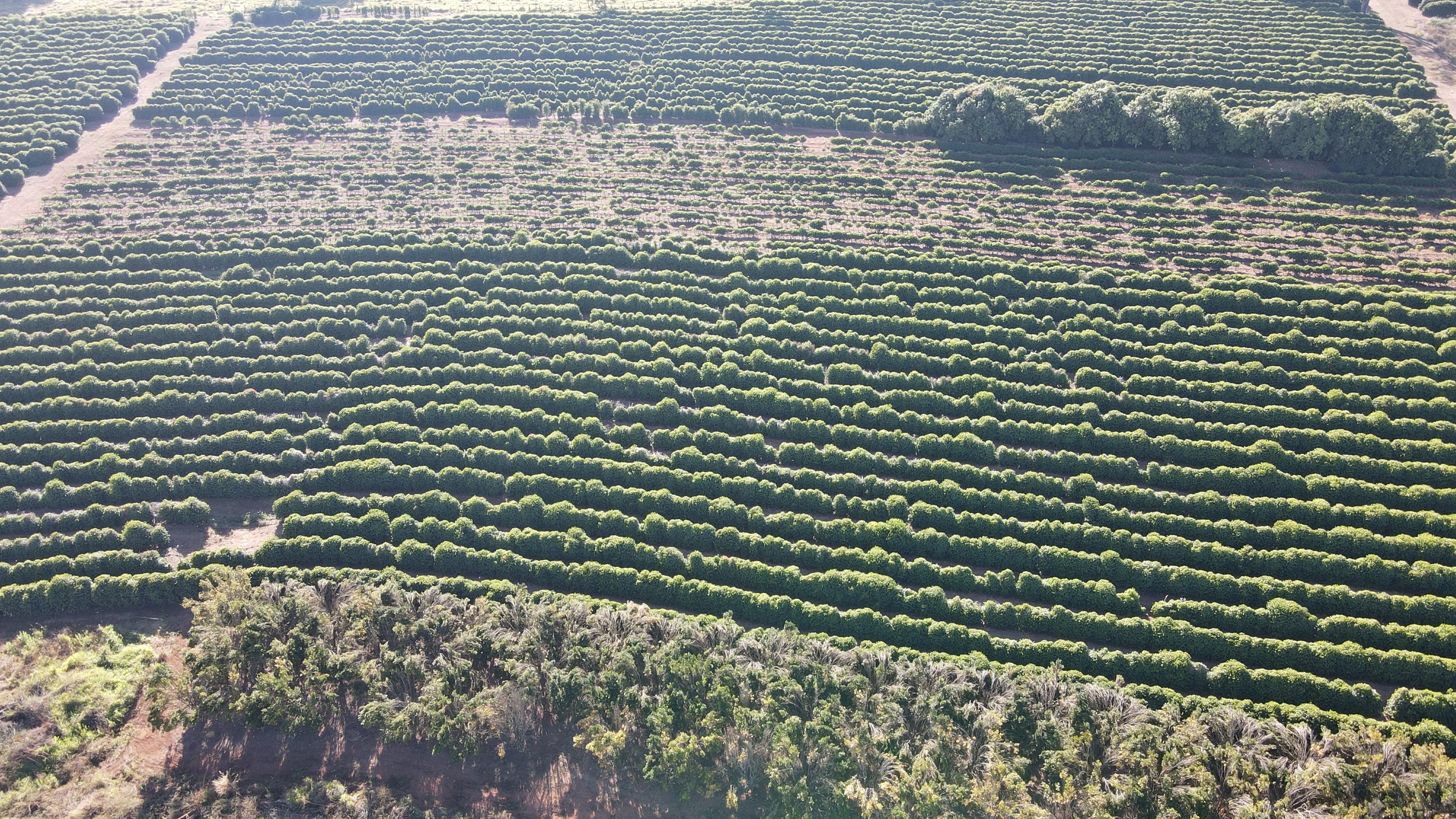 Fazenda Para Plantio De Café Em Patrocínio/Mg