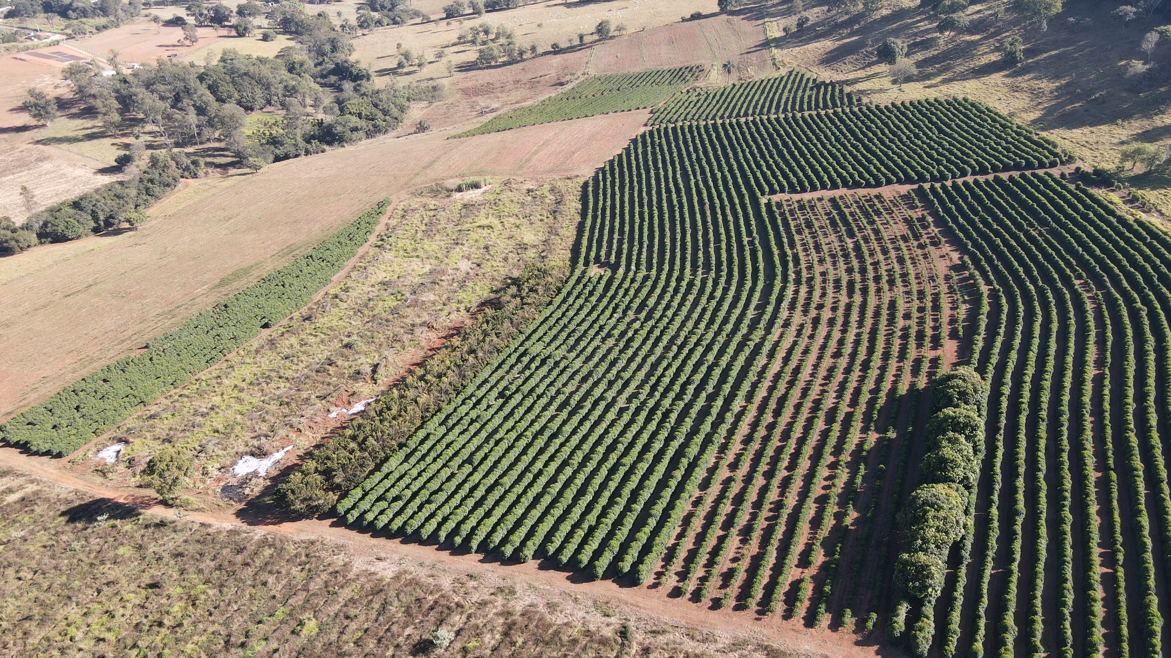 Fazenda Para Plantio De Café Em Patrocínio/Mg