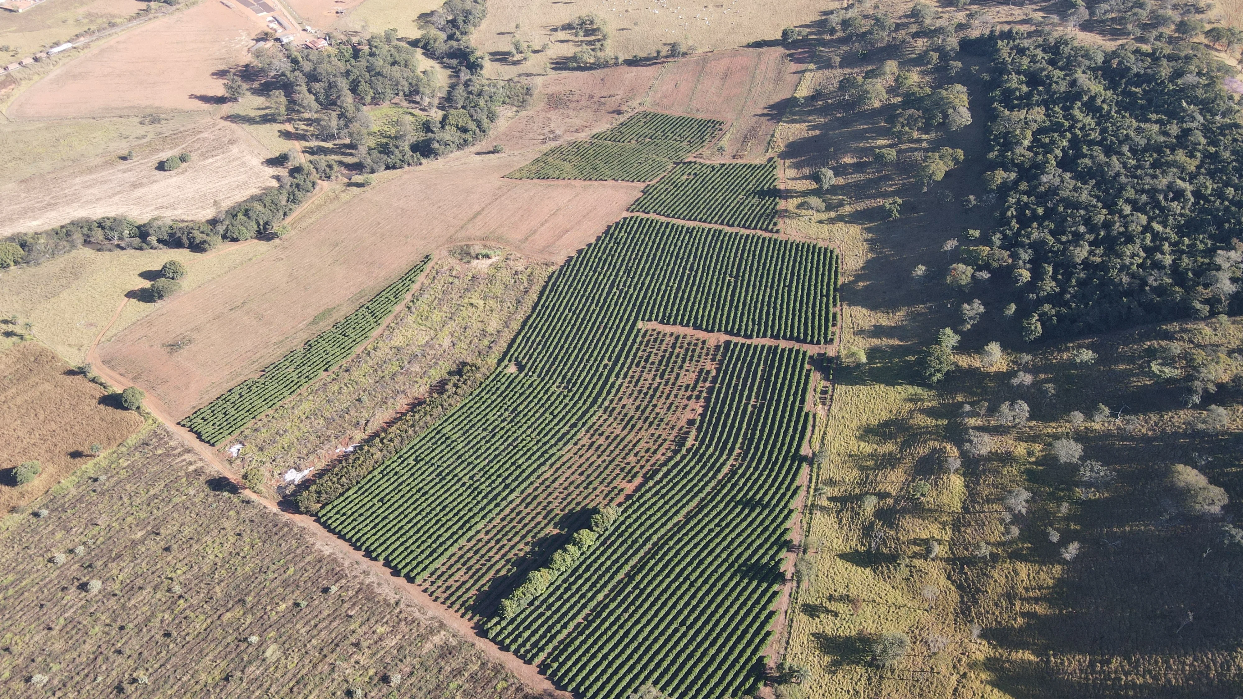 Fazenda Para Plantio De Café Em Patrocínio/Mg