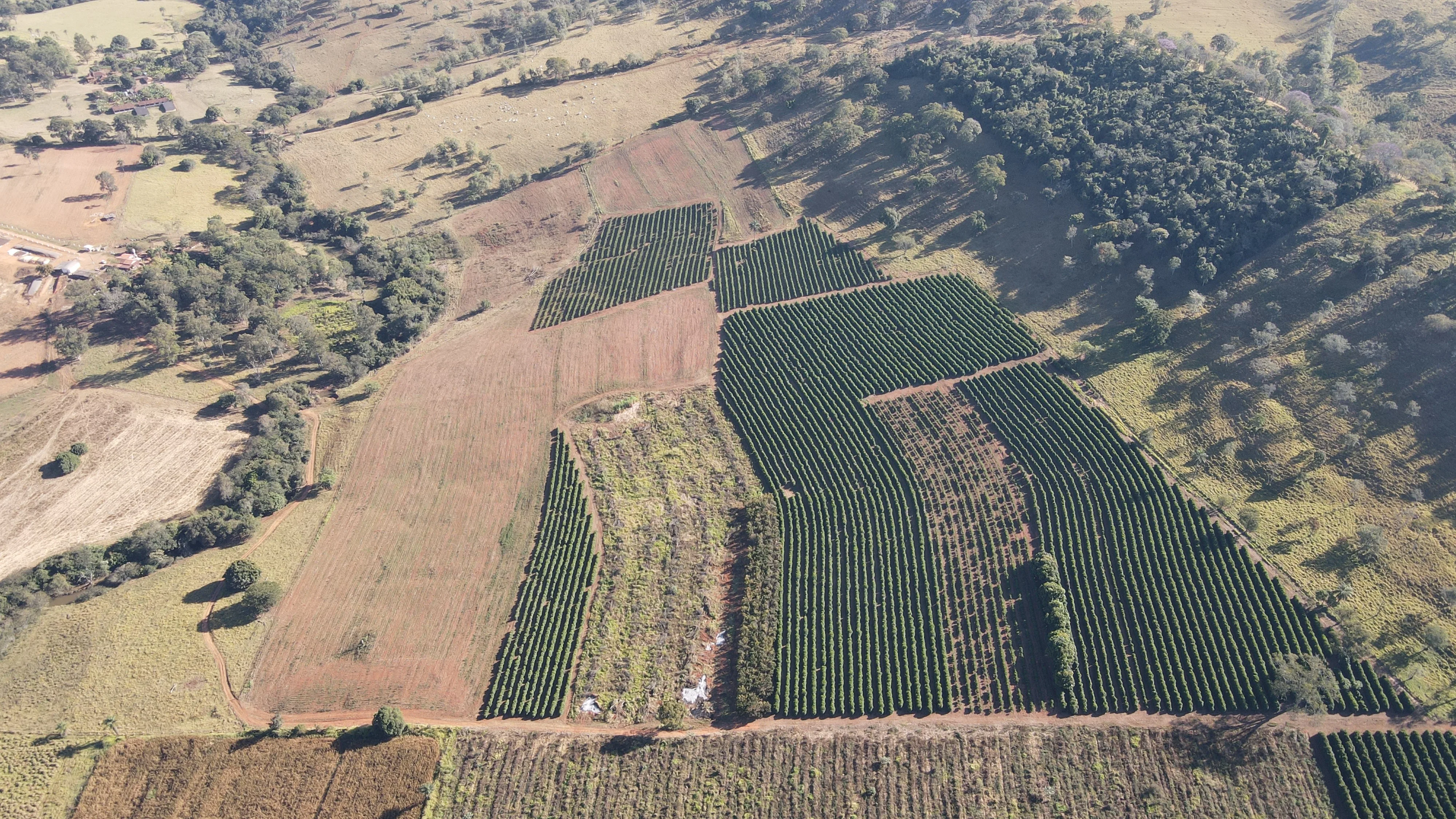 Fazenda Para Plantio De Café Em Patrocínio/Mg