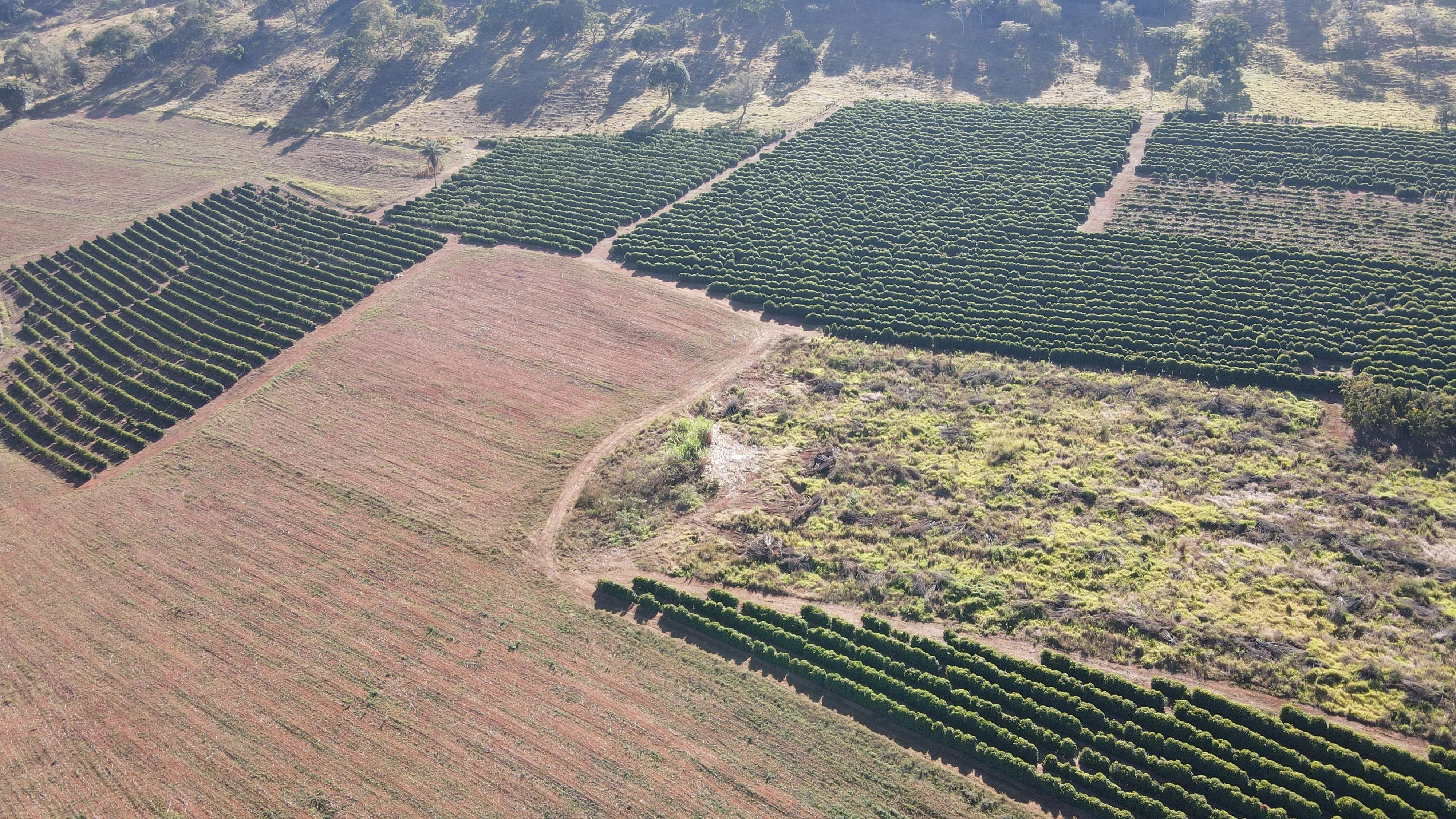 Fazenda Para Plantio De Café Em Patrocínio/Mg