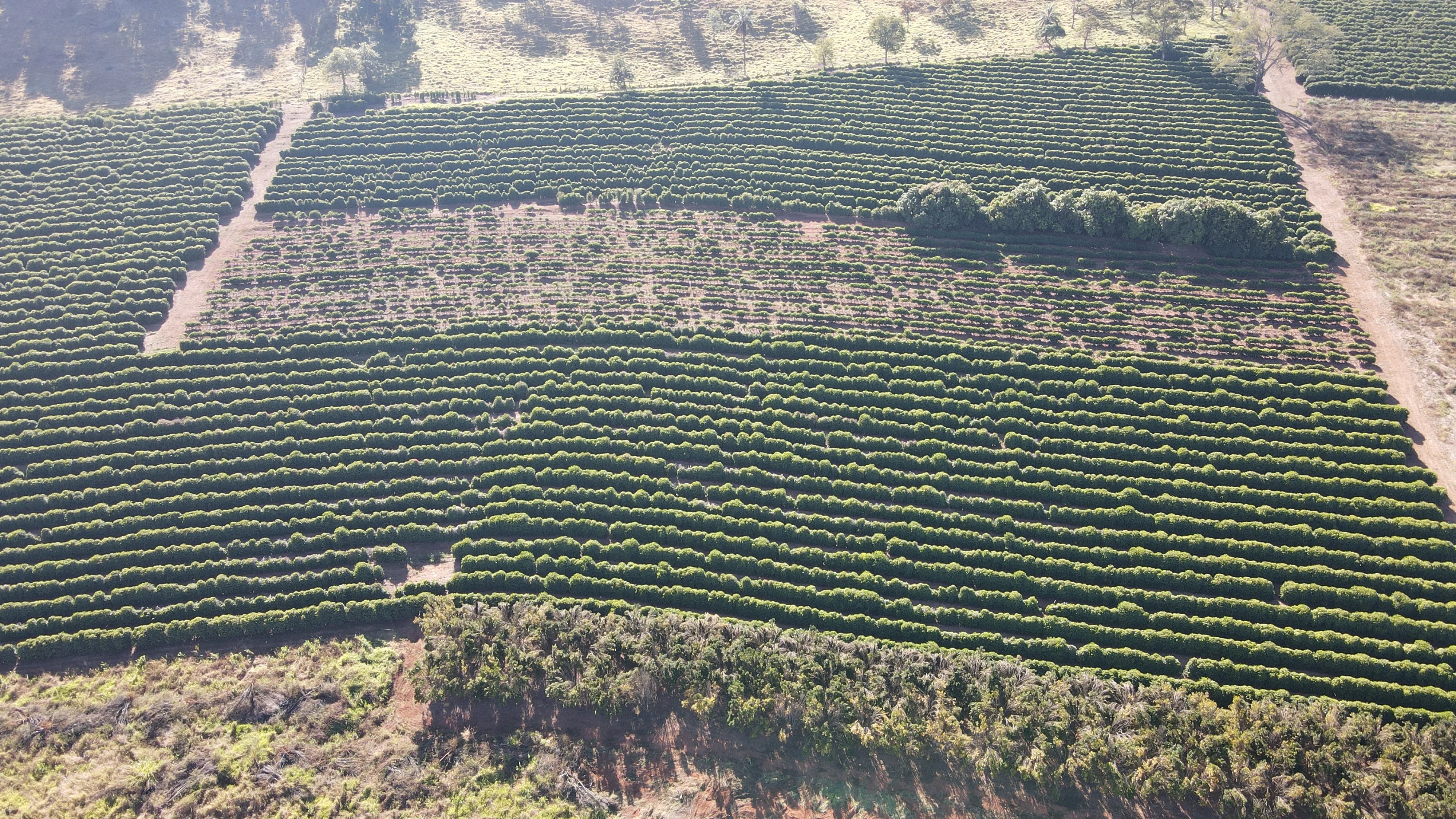 Fazenda Para Plantio De Café Em Patrocínio/Mg