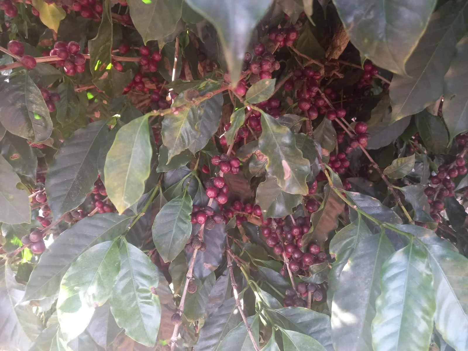 Fazenda Para Plantio De Café Em Patrocínio/Mg