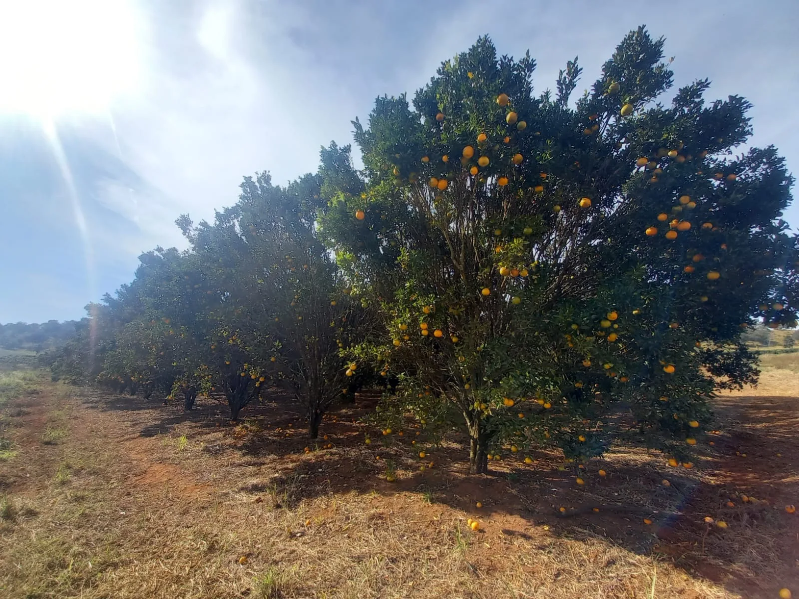 Fazenda Para Plantio De Café Em Patrocínio/Mg