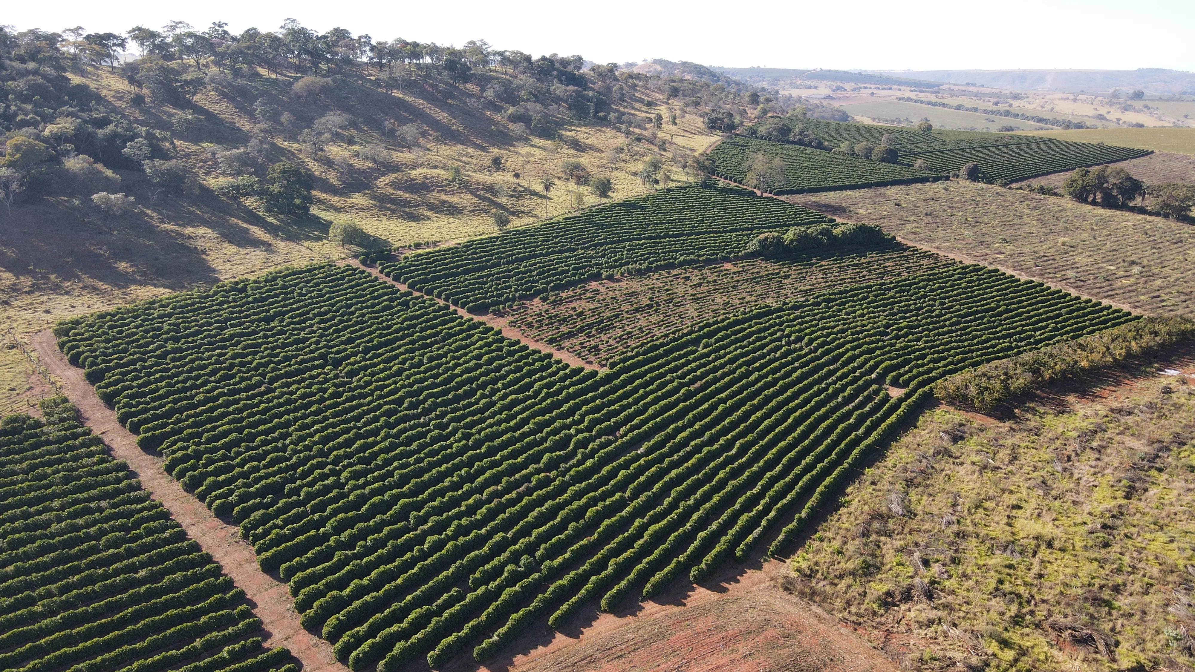 Fazenda Para Plantio De Café Em Patrocínio/Mg