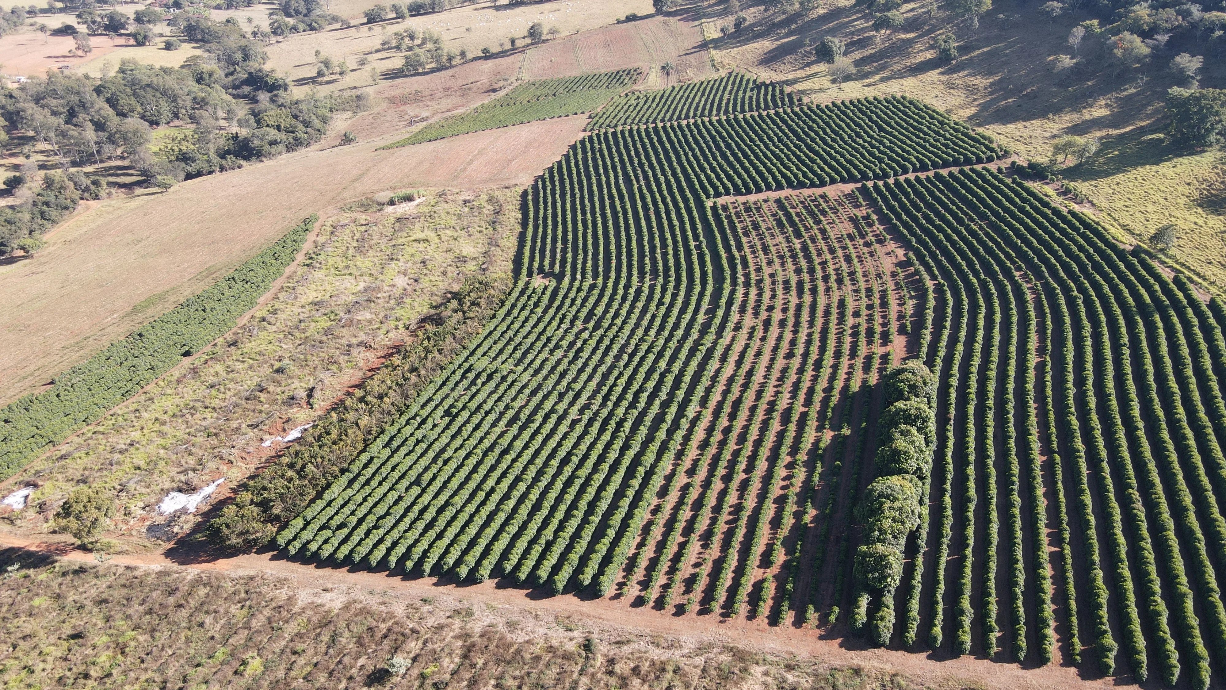 Fazenda Para Plantio De Café Em Patrocínio/Mg