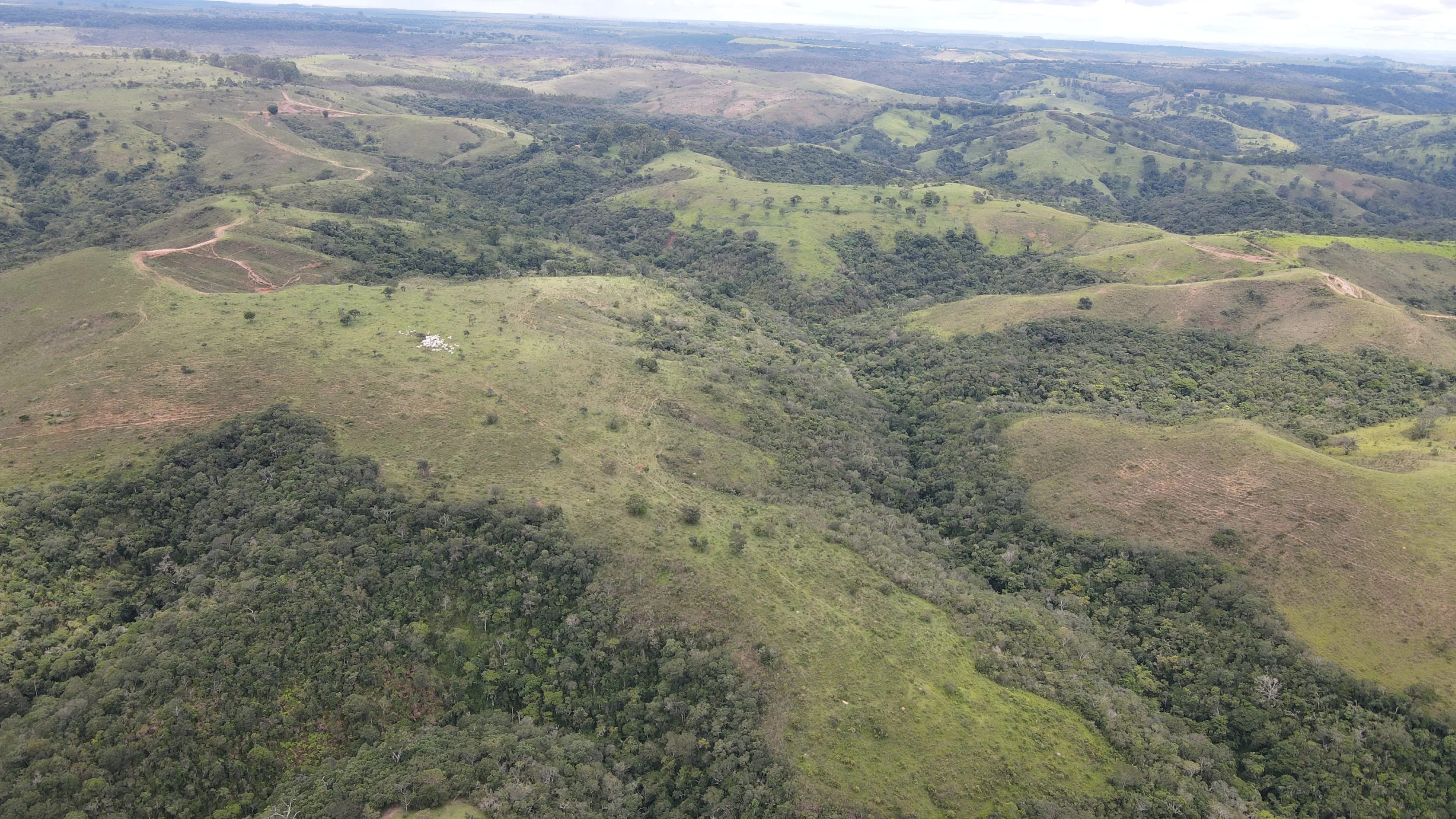 Excelente Fazenda Para Gado Na Região Do Pantano