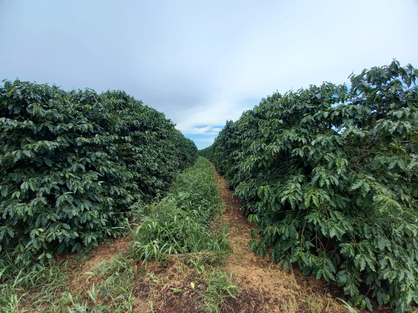 Fazenda De Café Na Região De Macaúbas De Baixo