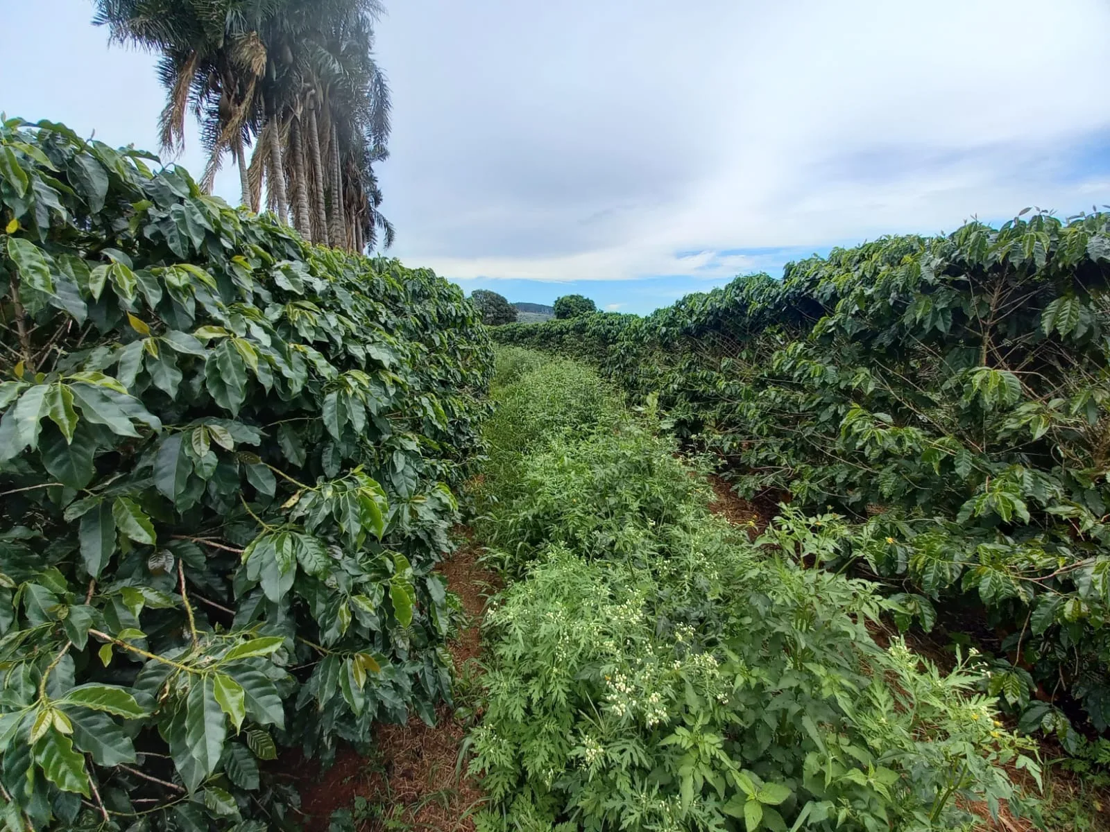 Fazenda De Café Na Região De Macaúbas De Baixo