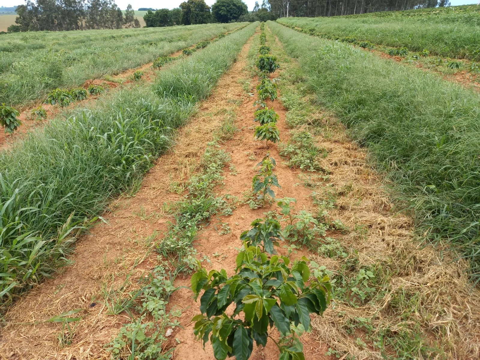 Fazenda De Café Na Região De Macaúbas De Baixo