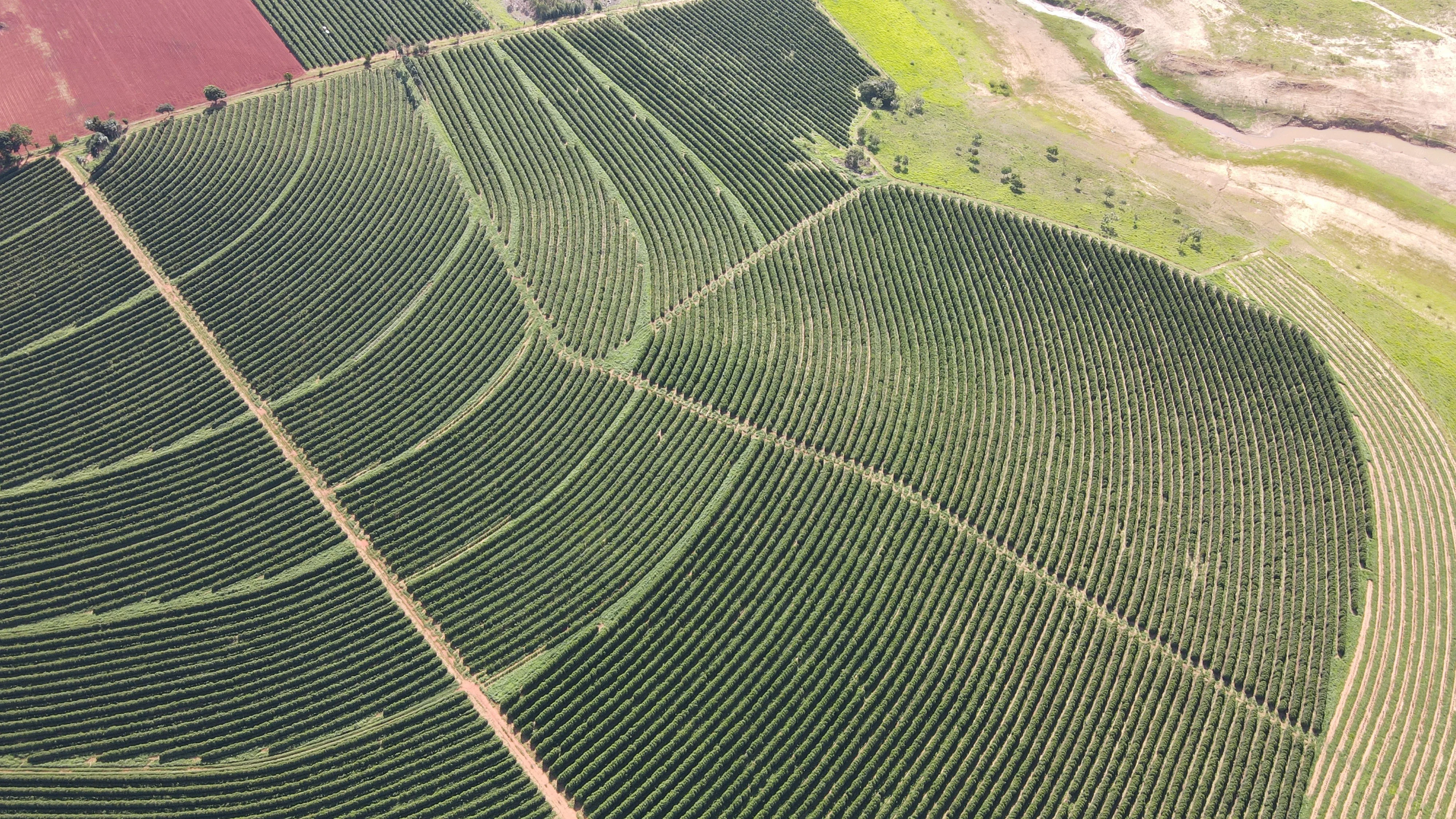Fazenda De Café Na Região De Macaúbas De Baixo