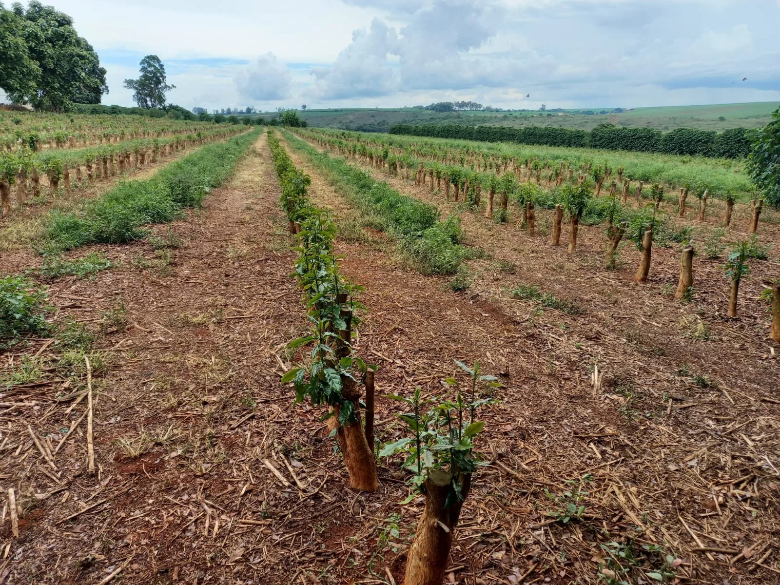 Fazenda De Café Na Região De Macaúbas De Baixo