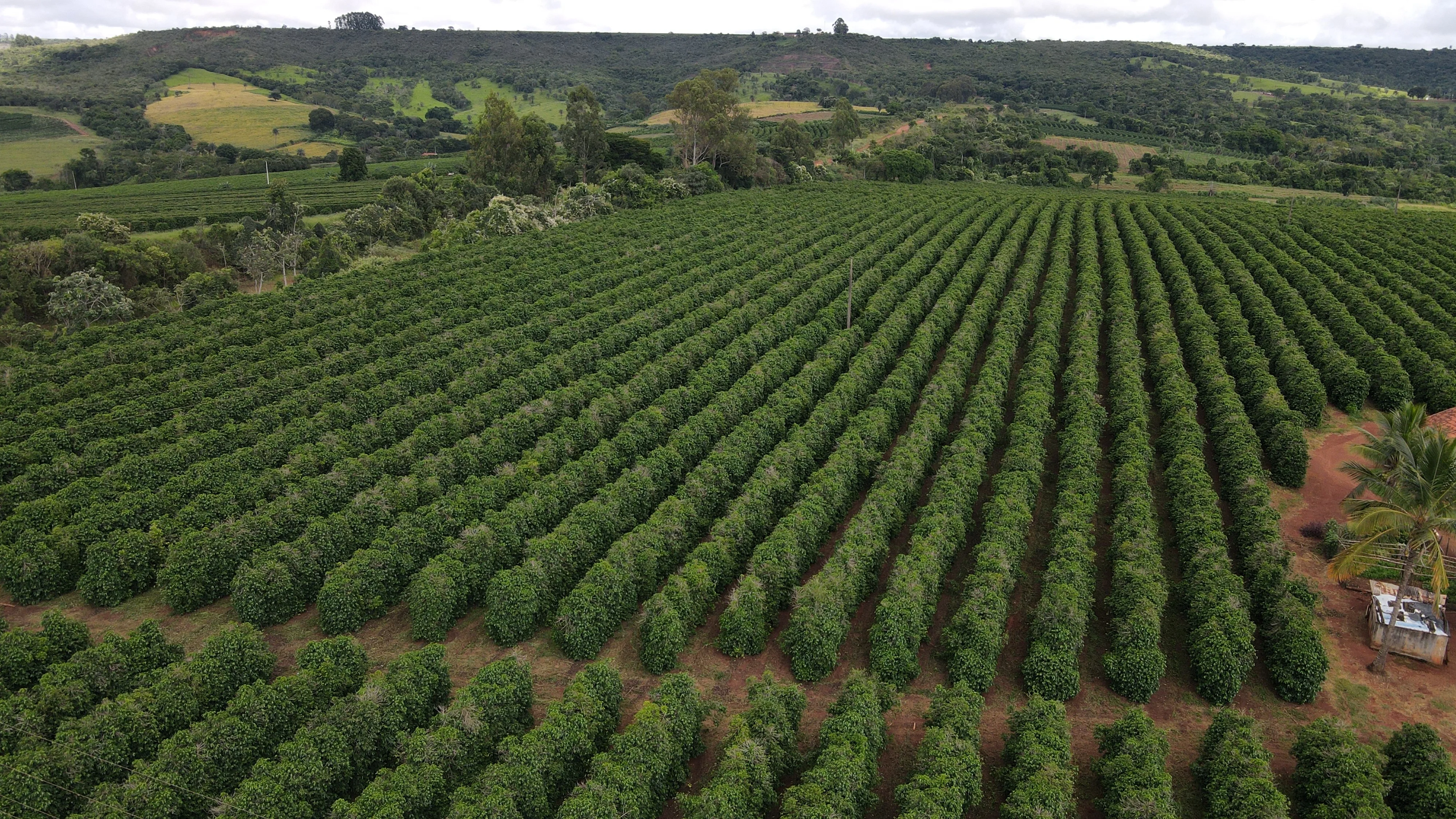 Fazenda Produtora De Café Na Região De Macaúbas De Cima