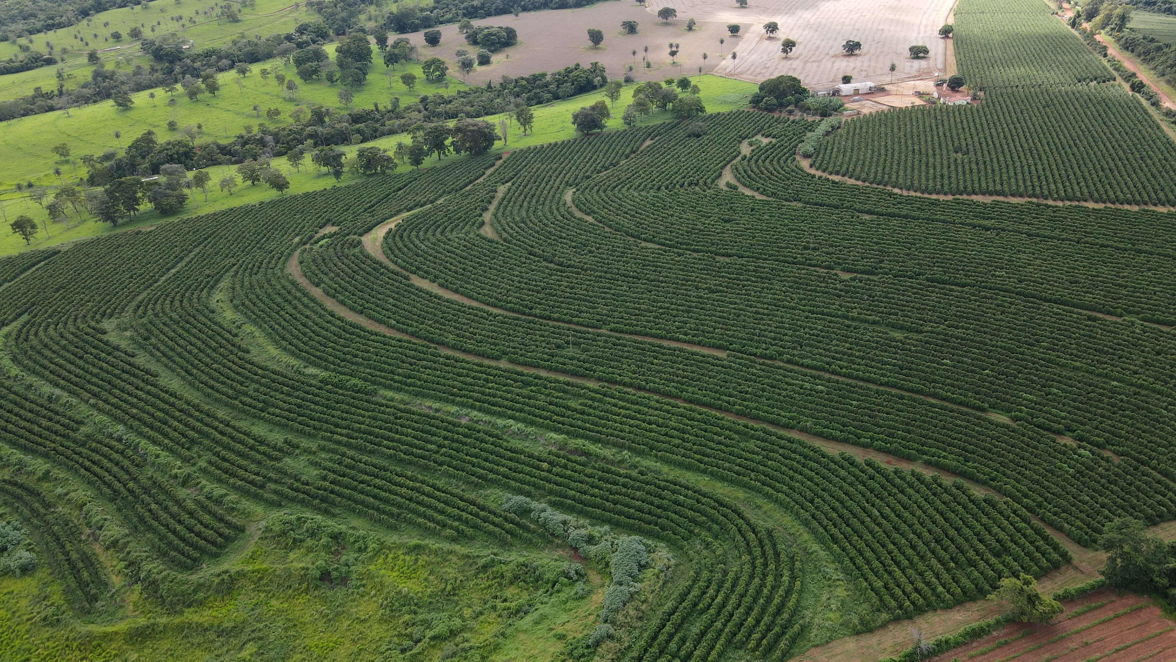 Fazenda Produtora De Café Na Região De Macaúbas De Cima