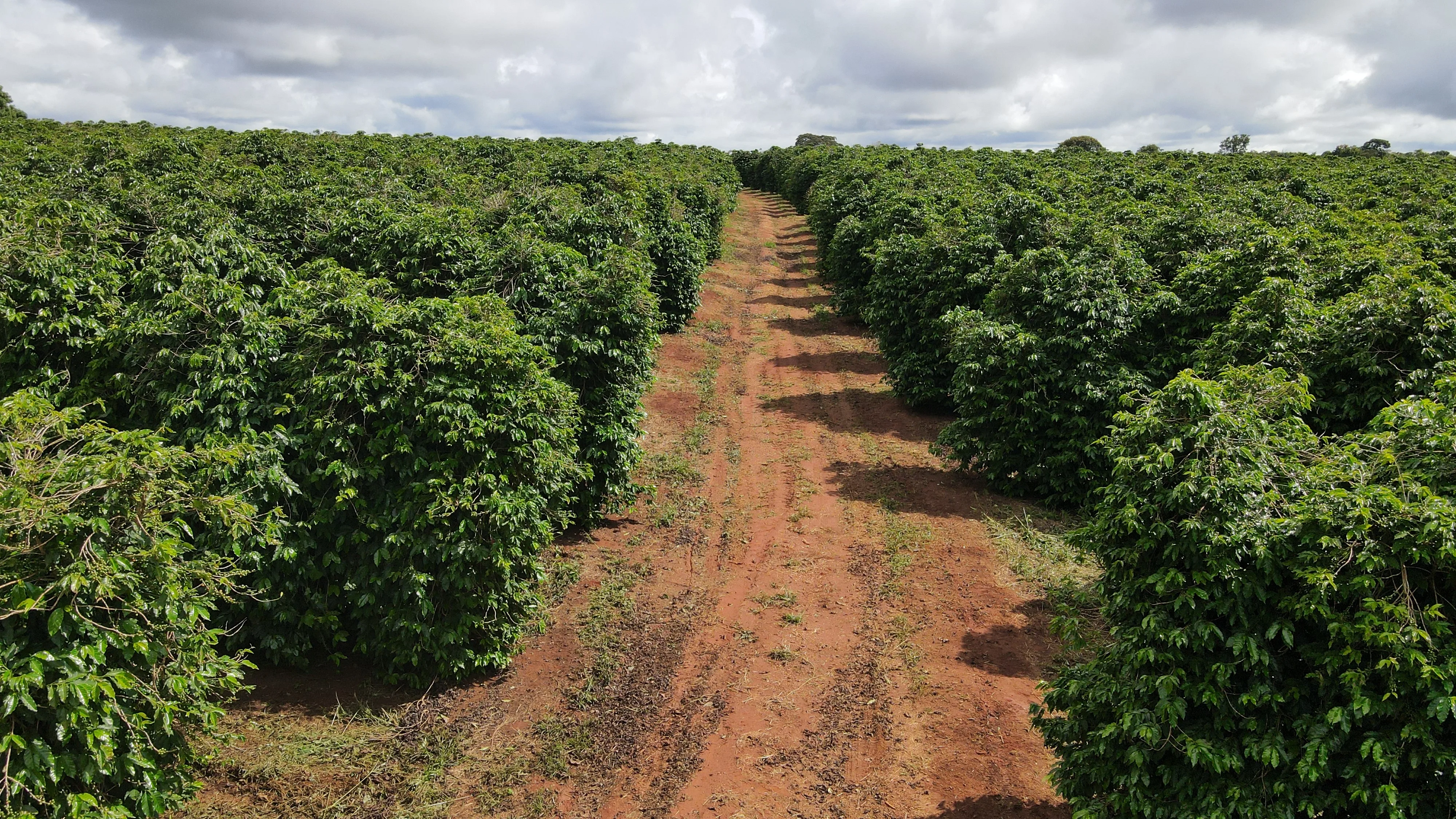 Fazenda Produtora De Café Na Região De Macaúbas De Cima