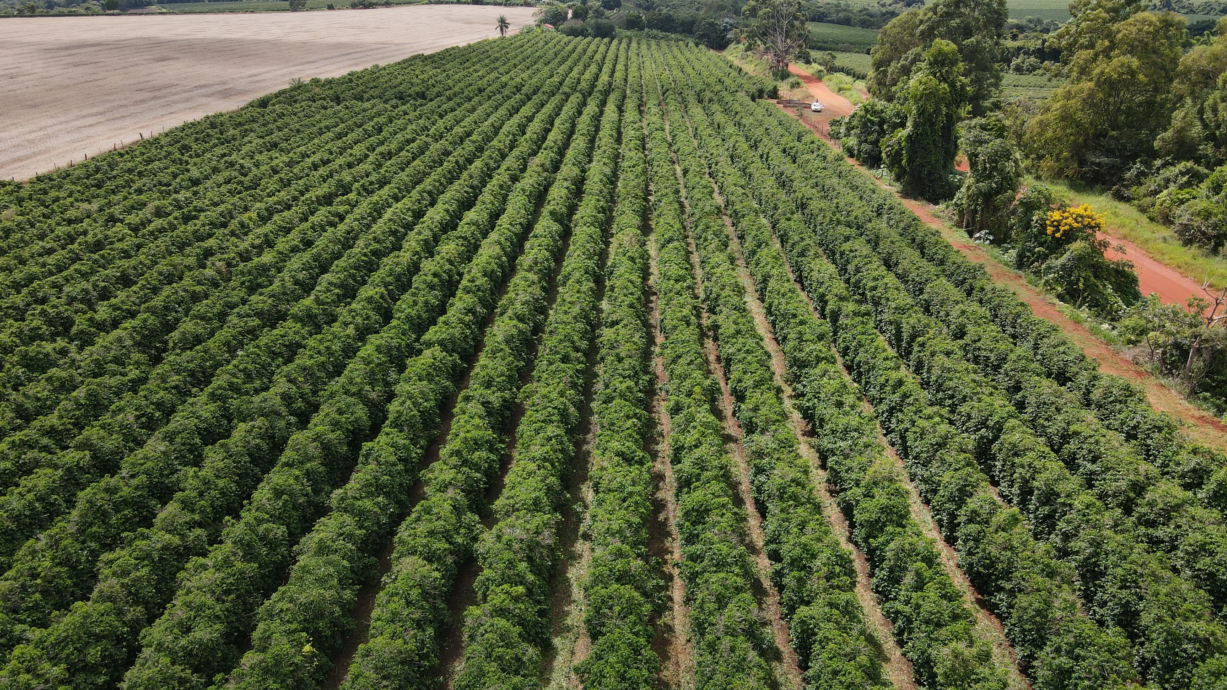Fazenda Produtora De Café Na Região De Macaúbas De Cima