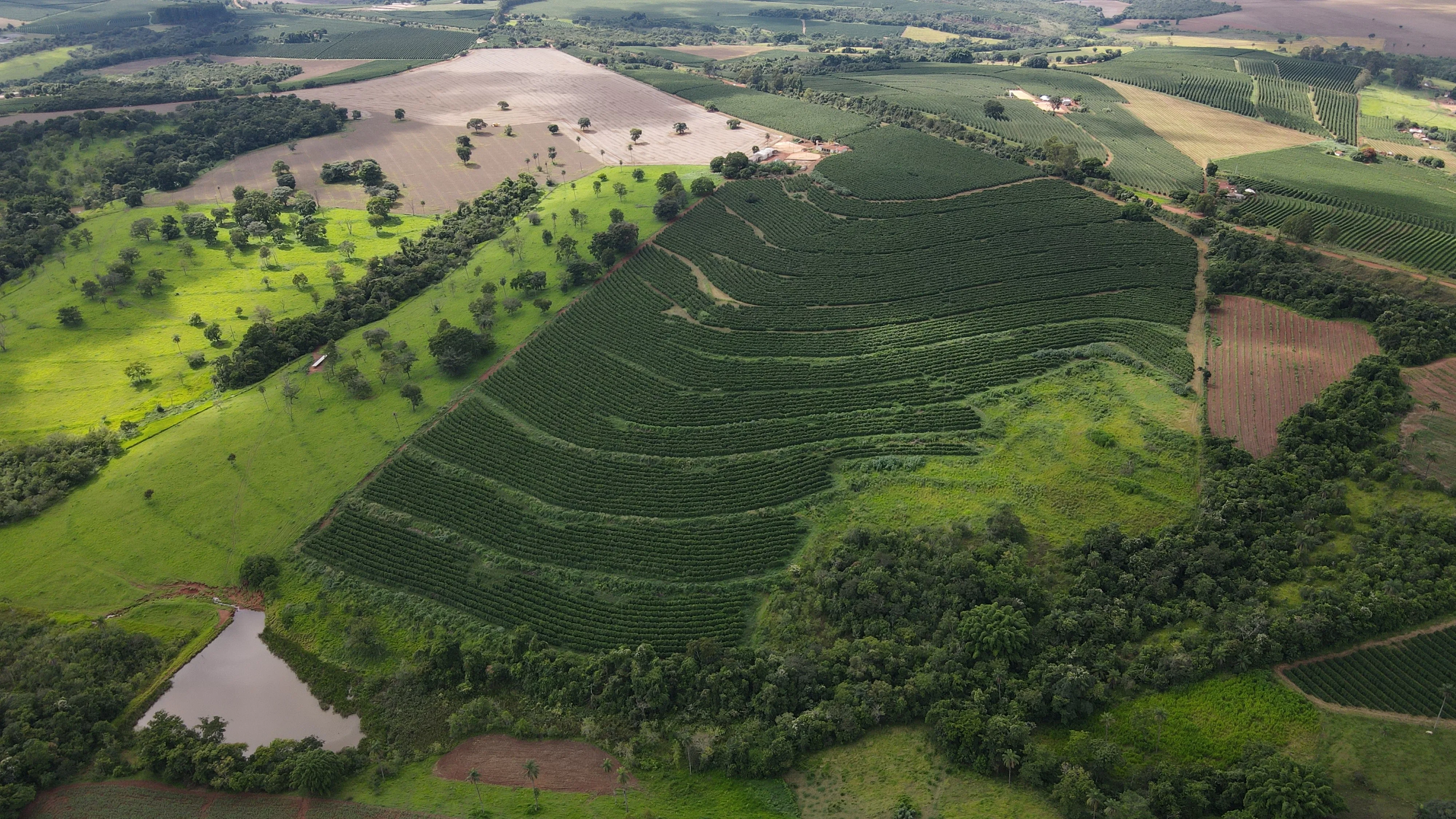 Fazenda Produtora De Café Na Região De Macaúbas De Cima