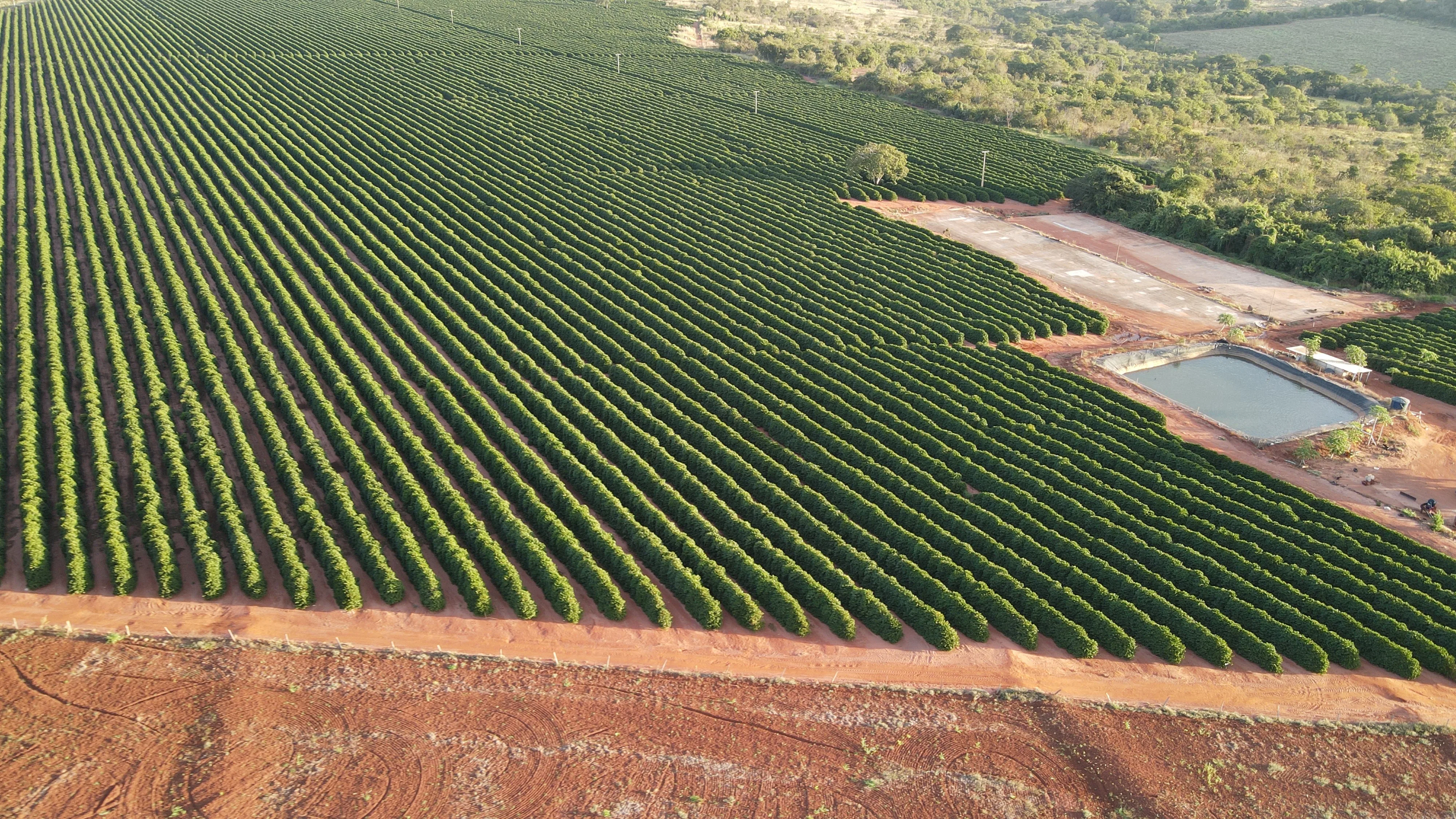 Excelente Fazenda Cafeeira Em Monte Alegre De Minas